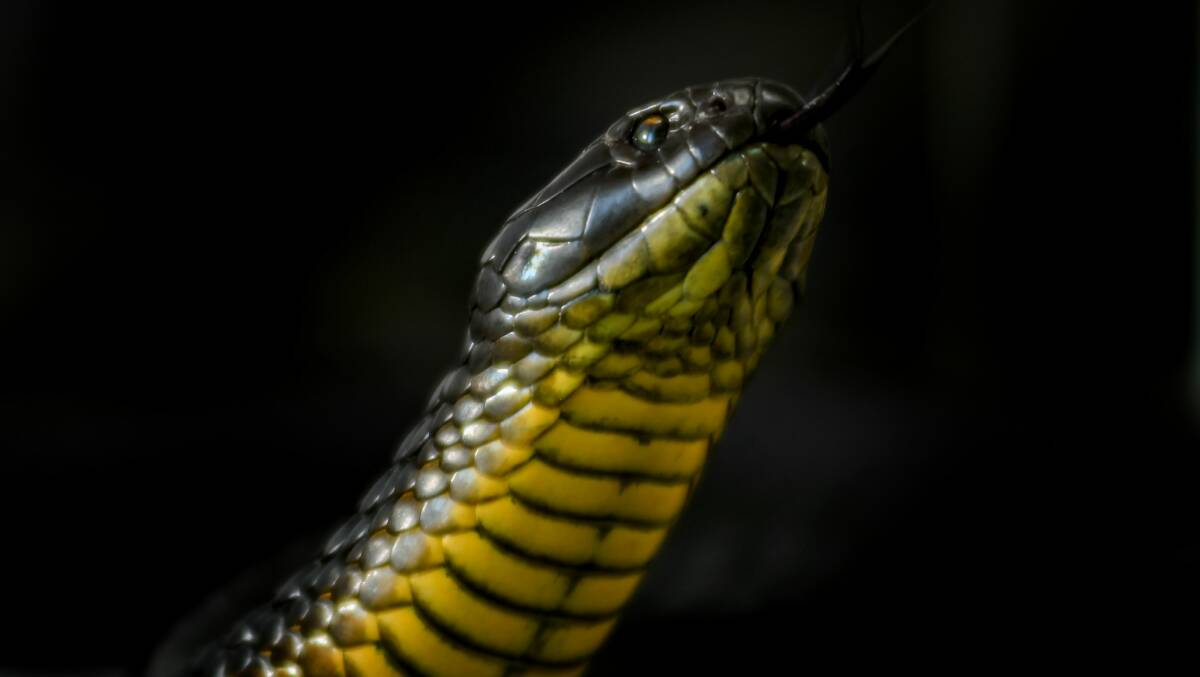 1200x677 Tasmanian tiger snake becomes social