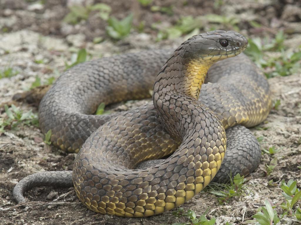 1024x768 Man bitten by tiger snake in West End