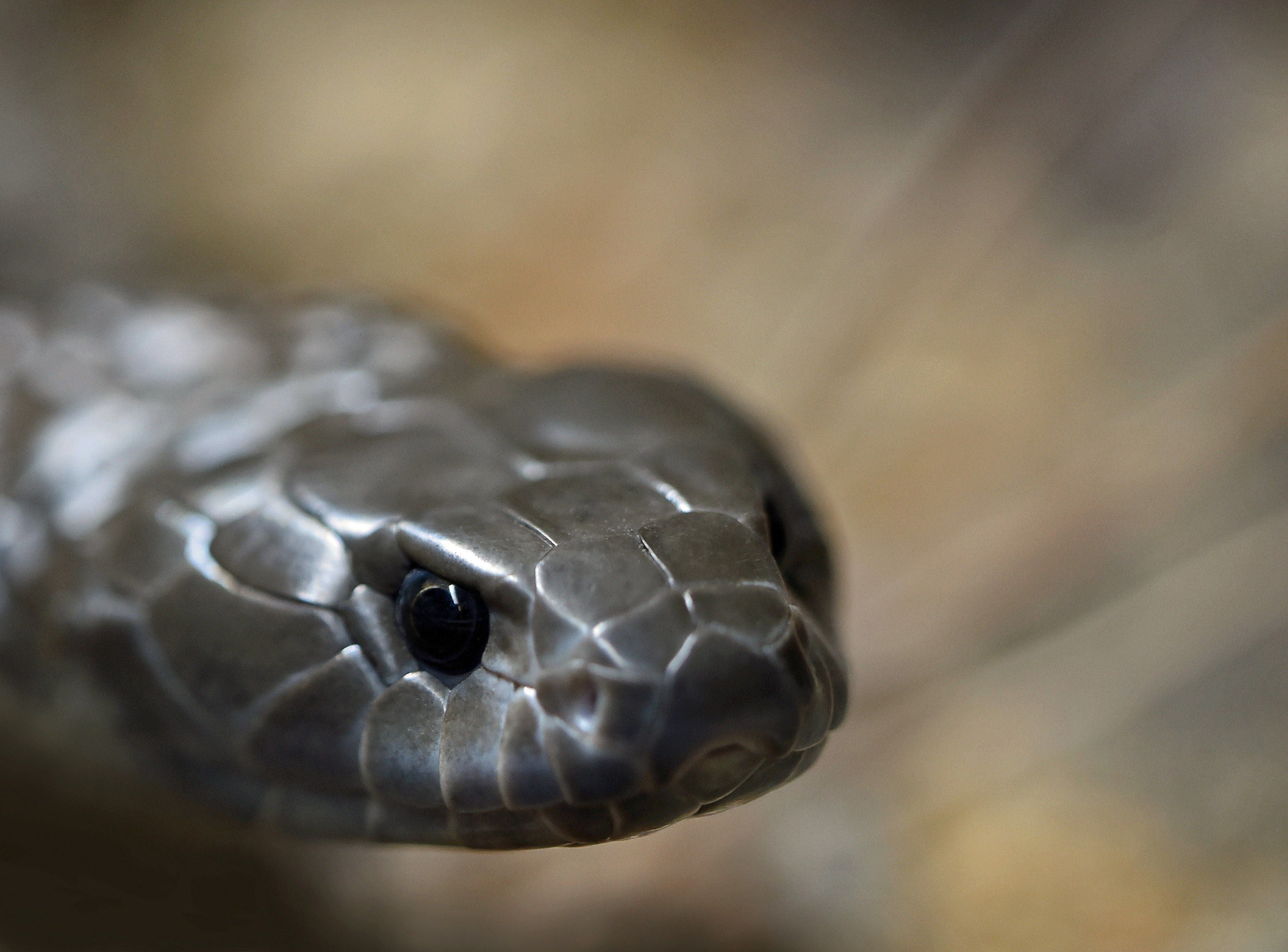 3715x2746 Tiger Snake Wallpaper