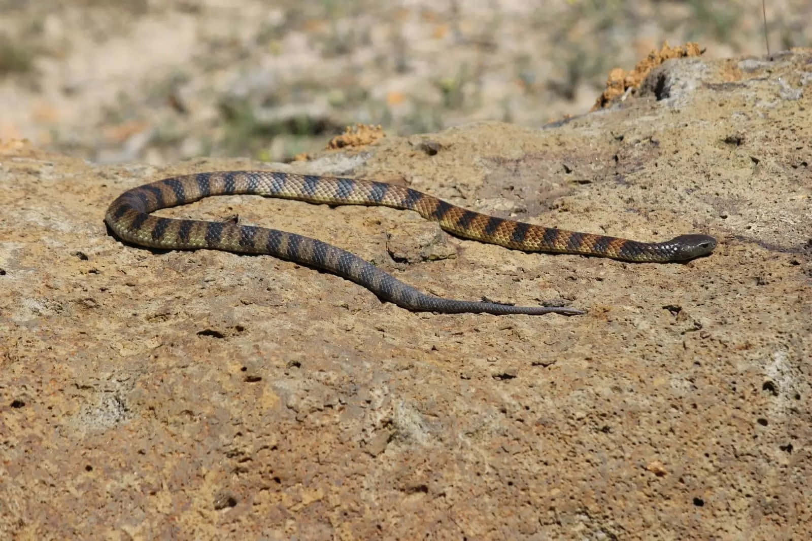 1600x1067 Tiger Snakeon Rocky Terrain Wallpaper