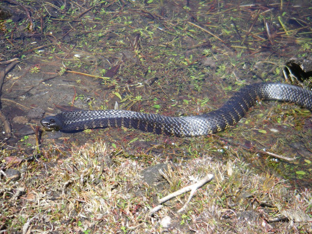 1024x768 A tiger snake with the stripes very