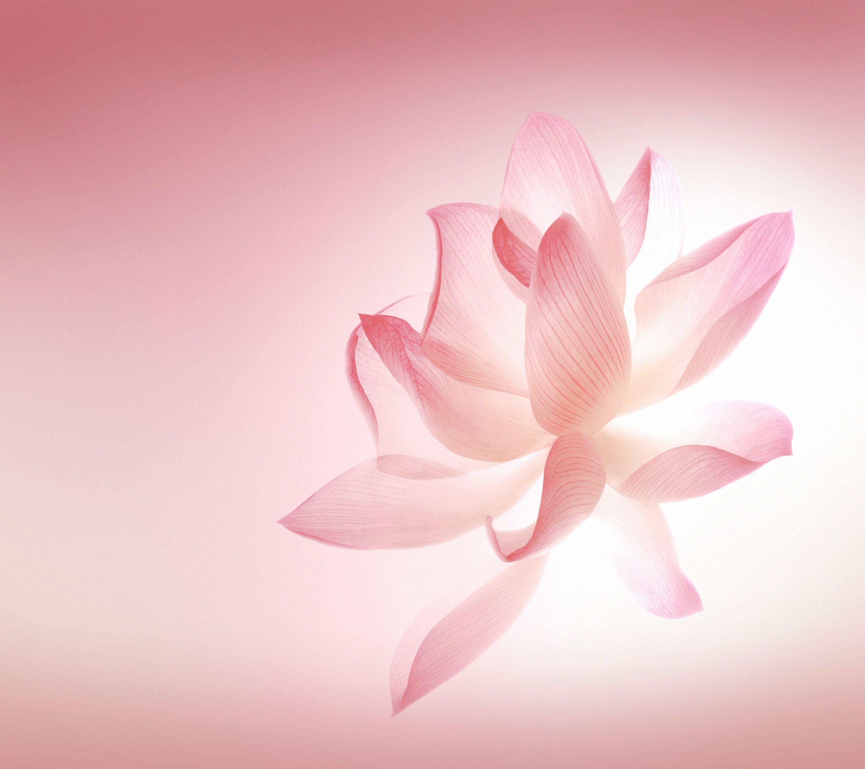 2880x2560 Lotus Phone Wallpaper