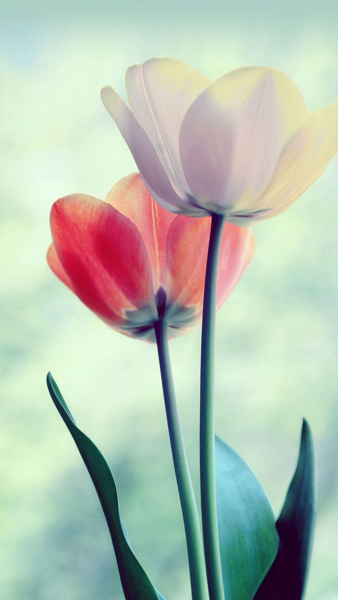 1080x1920 Huawei Honor 6 Stock Wallpaper