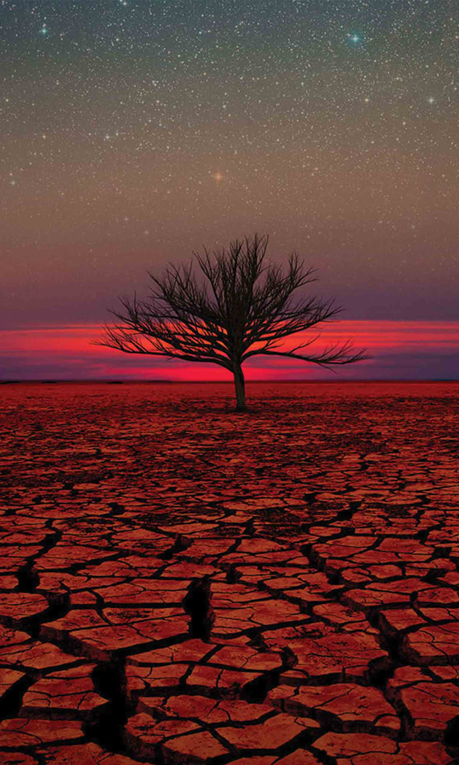 1536x2560 Desert Sunset Tree Mobile Wallpaper