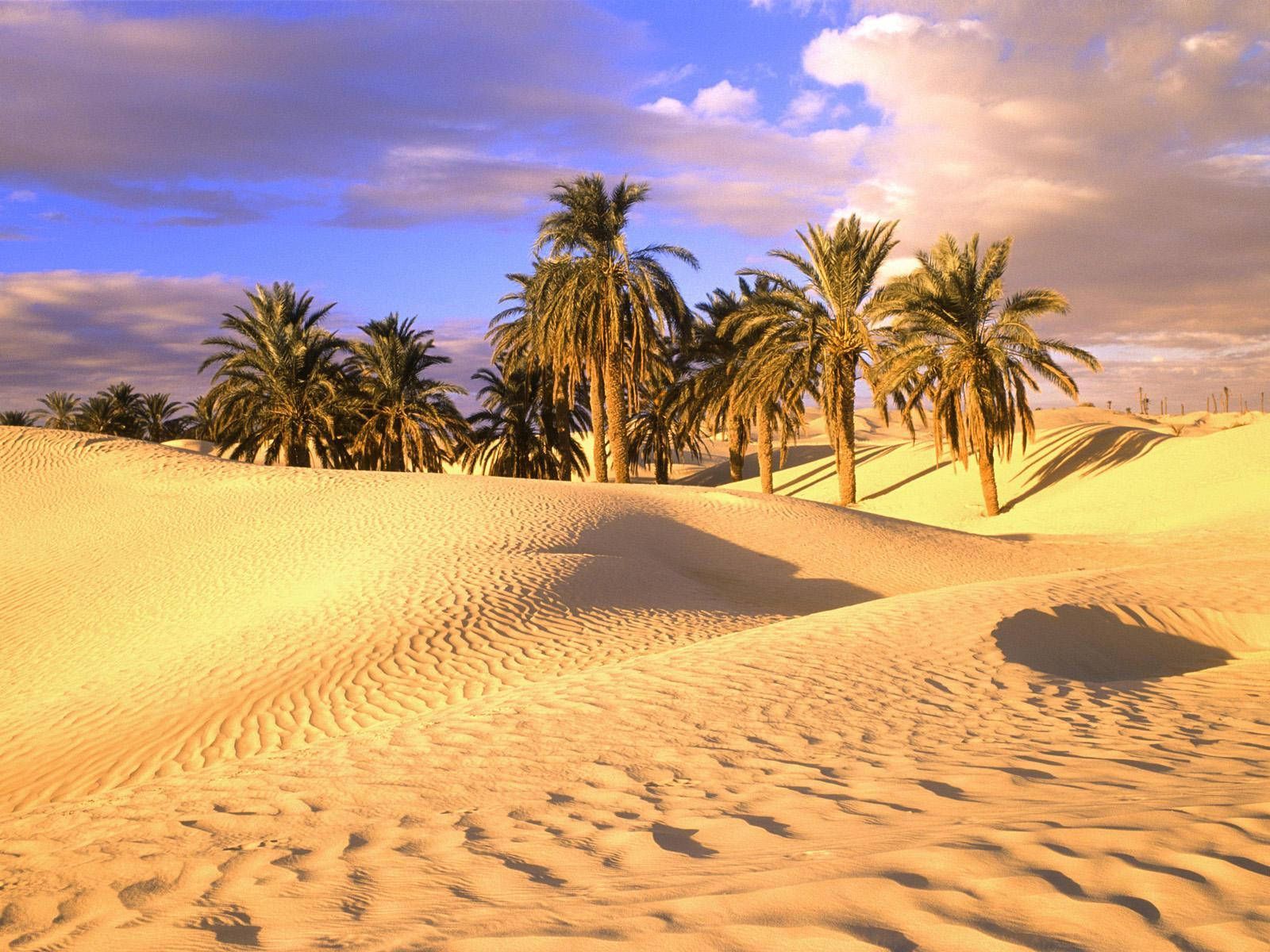 1600x1200 Download Mauritania Palm Trees