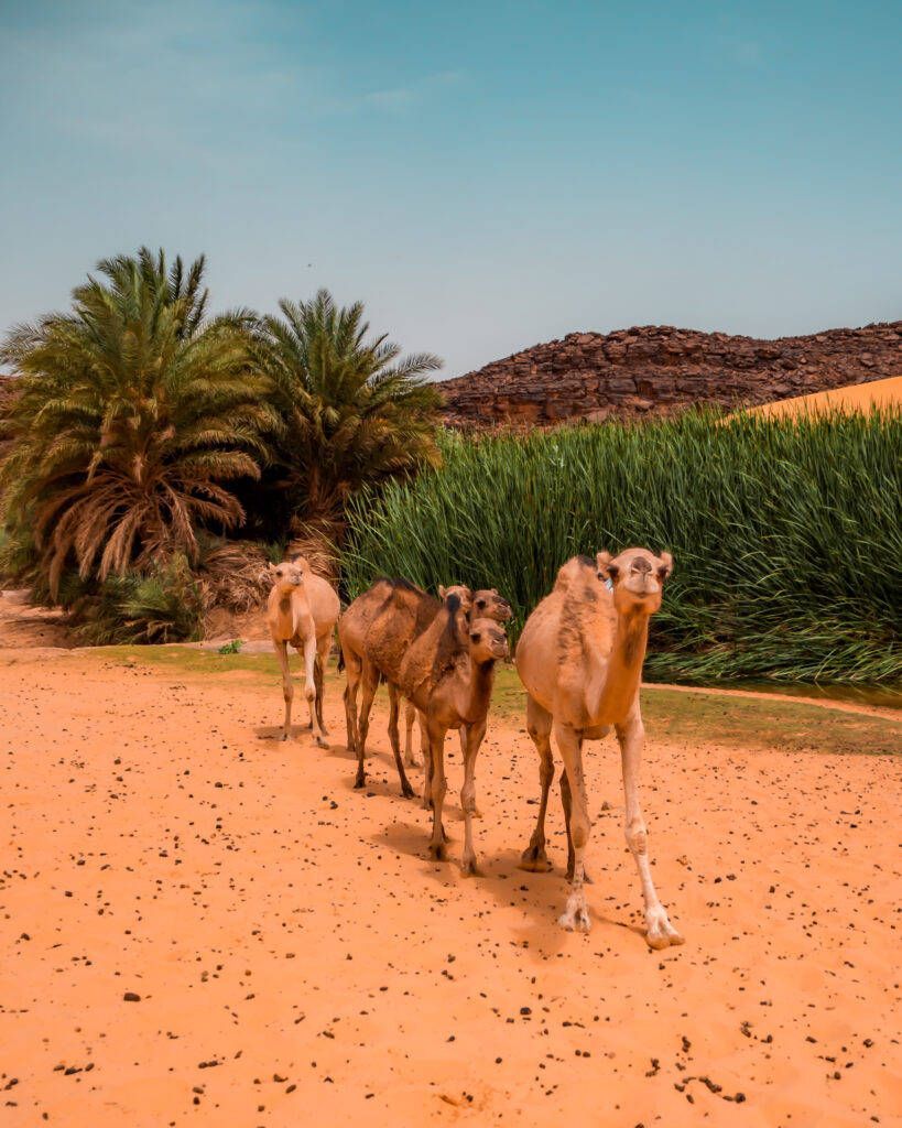 819x1024 Mauritania Trees AndCamels Wallpaper