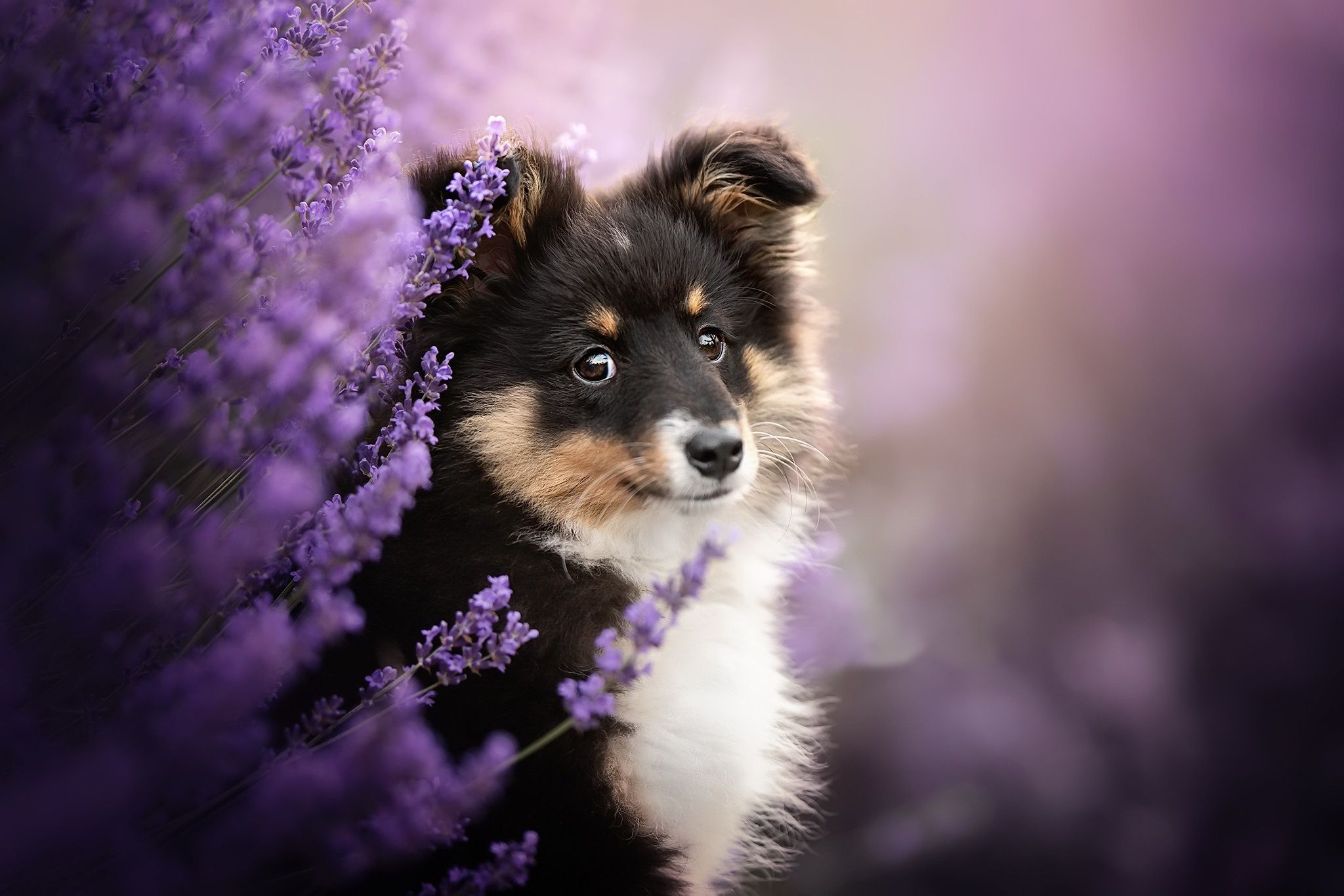 2048x1365 Download Purple Flower Baby Animal Dog