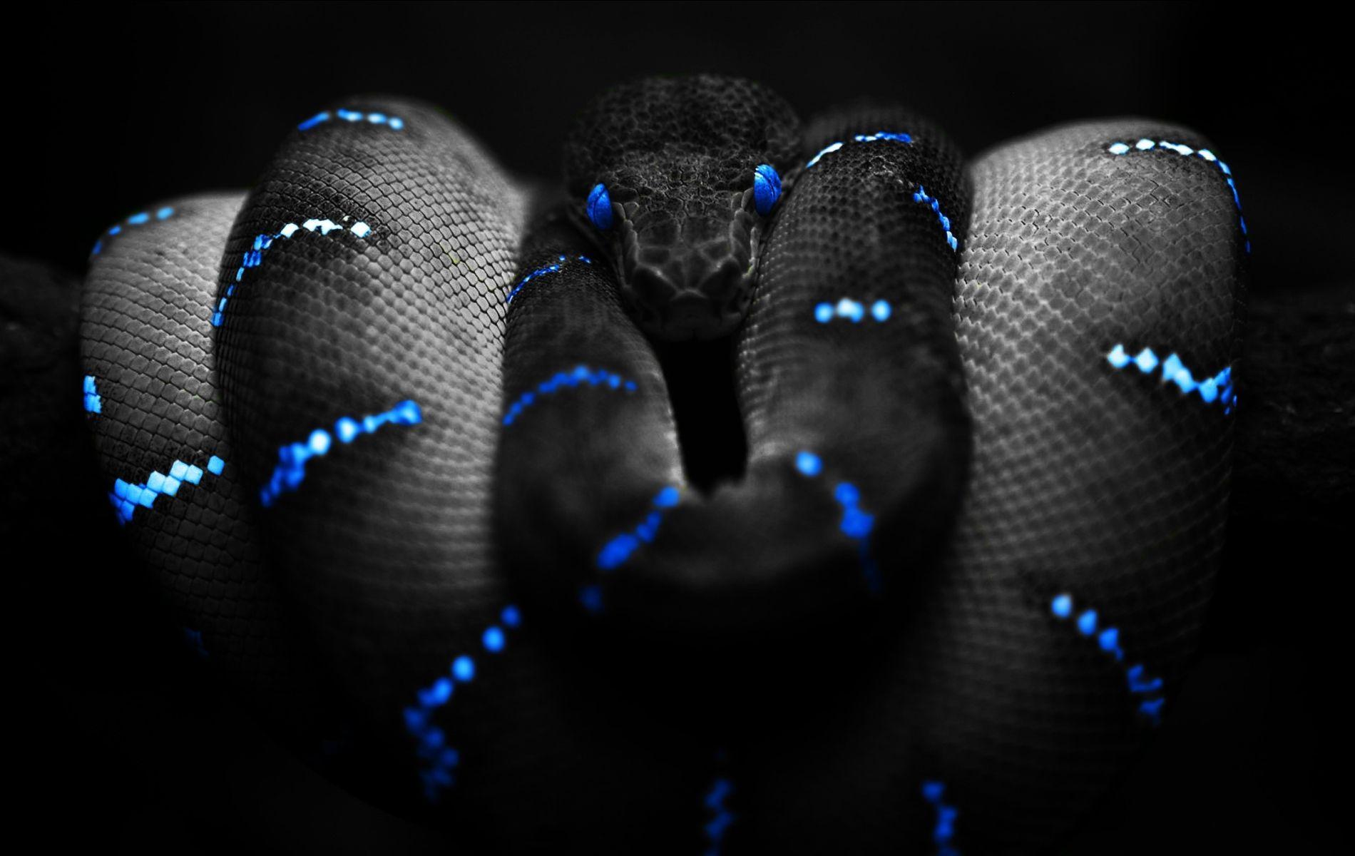 1900x1200 blue snakes 1900x1200 wallpaper High Quality Wallpaper, High Definition Wallpaper