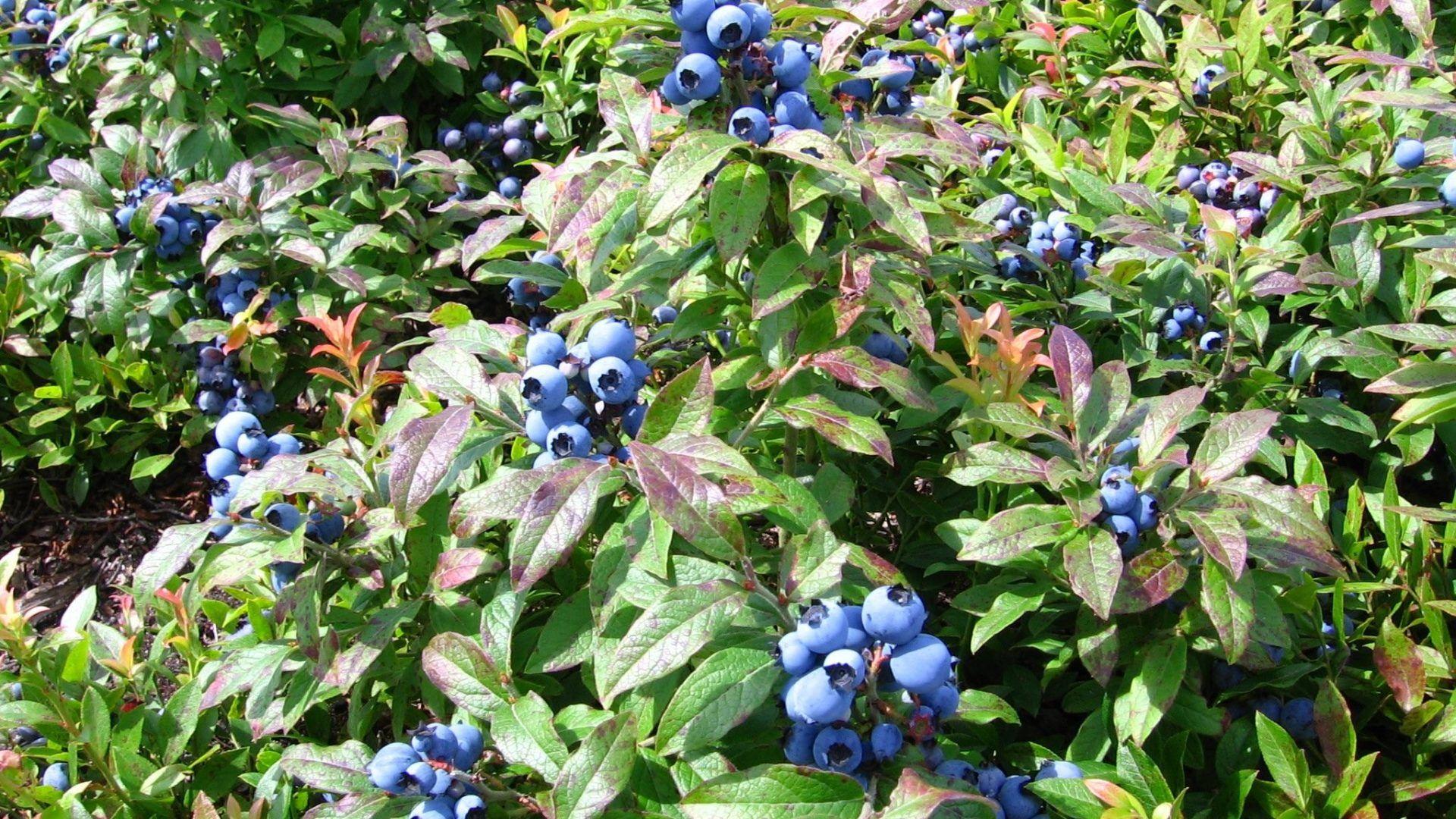 1920x1080 Blueberry Wallpaper 17 X 1080