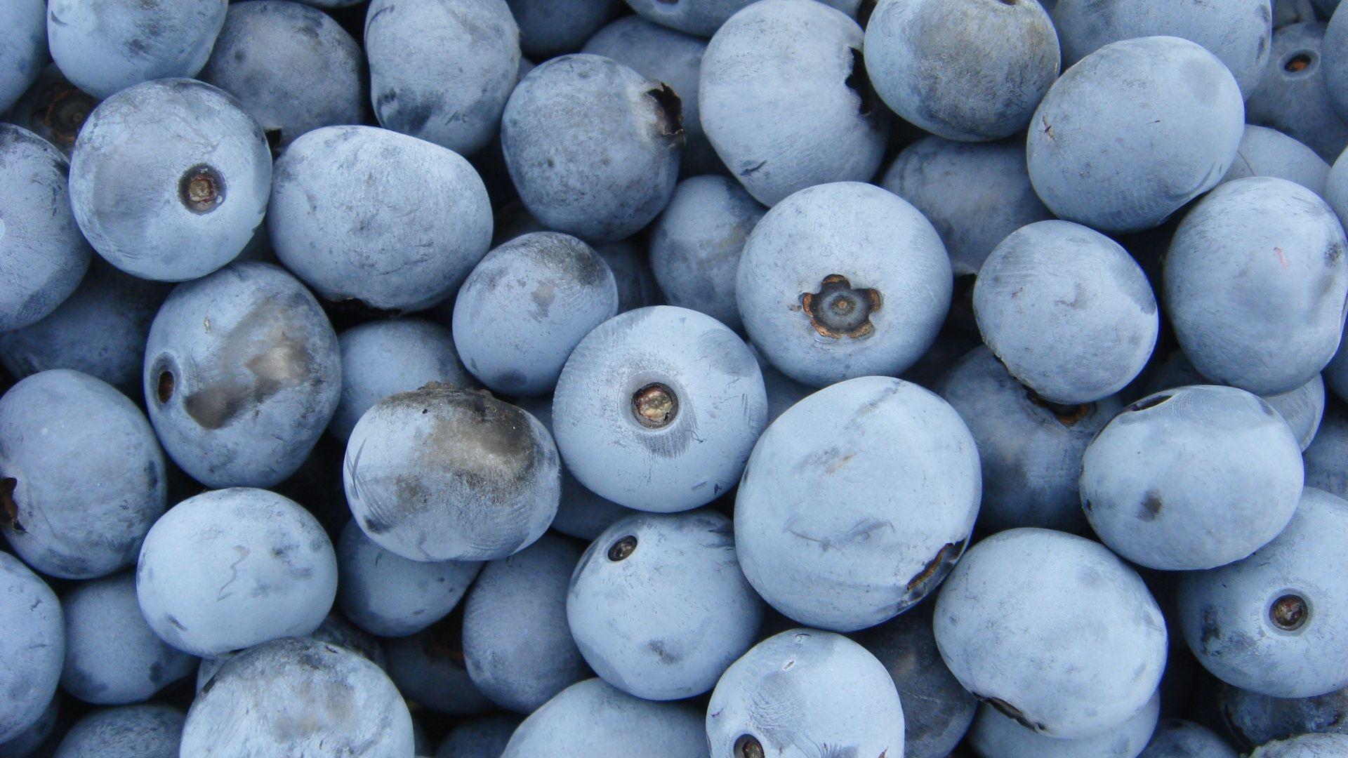 1920x1080 Download 1920x1080 wallpaper blueberries, ripen, fruits
