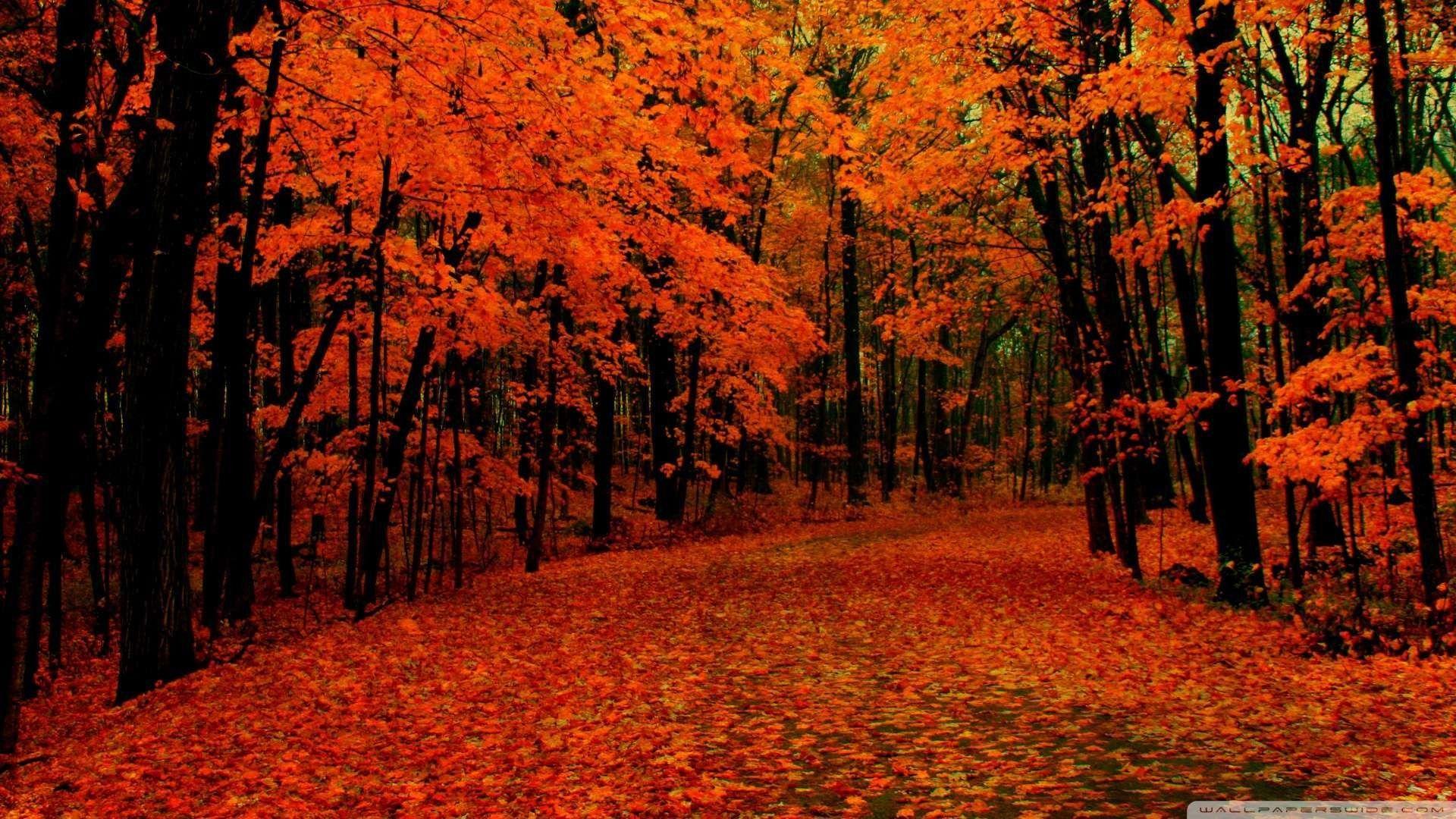 1920x1080 HD 1080p Fall Wallpaper