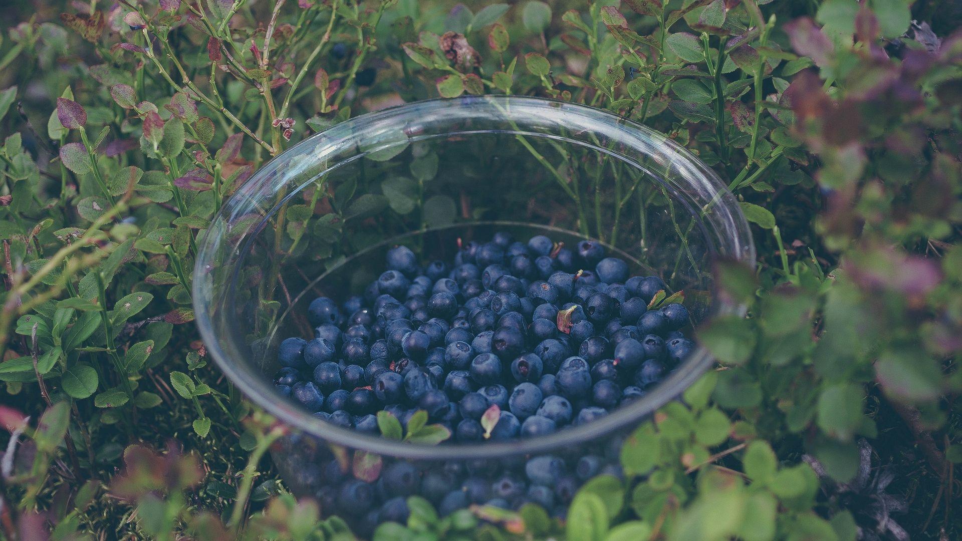 1920x1080 Download wallpaper 1920x1080 blueberry, berries, plate