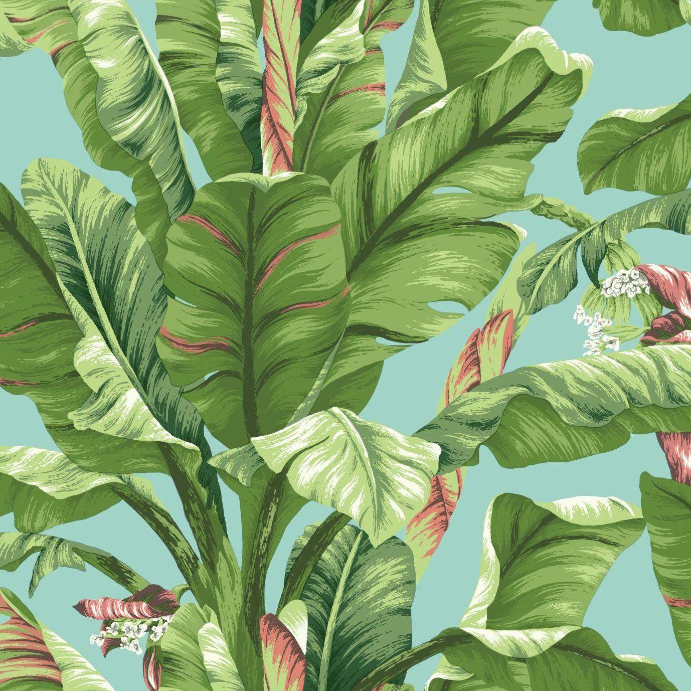 Banana Leaves Wallpapers - Top Free Banana Leaves Backgrounds -  WallpaperAccess