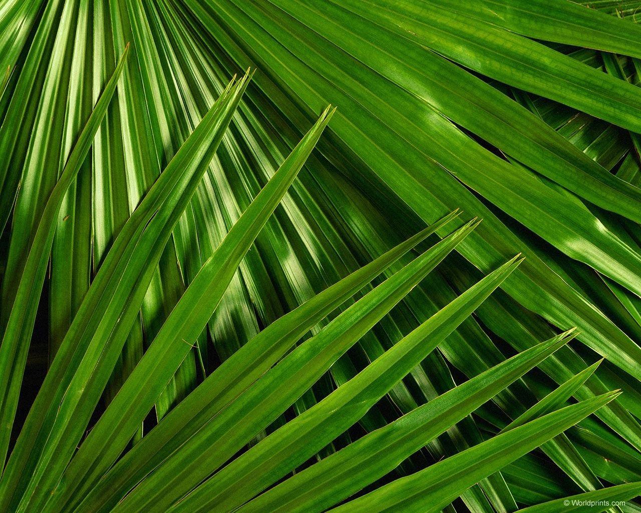 1280x1024 Palm Leaf Wallpaper