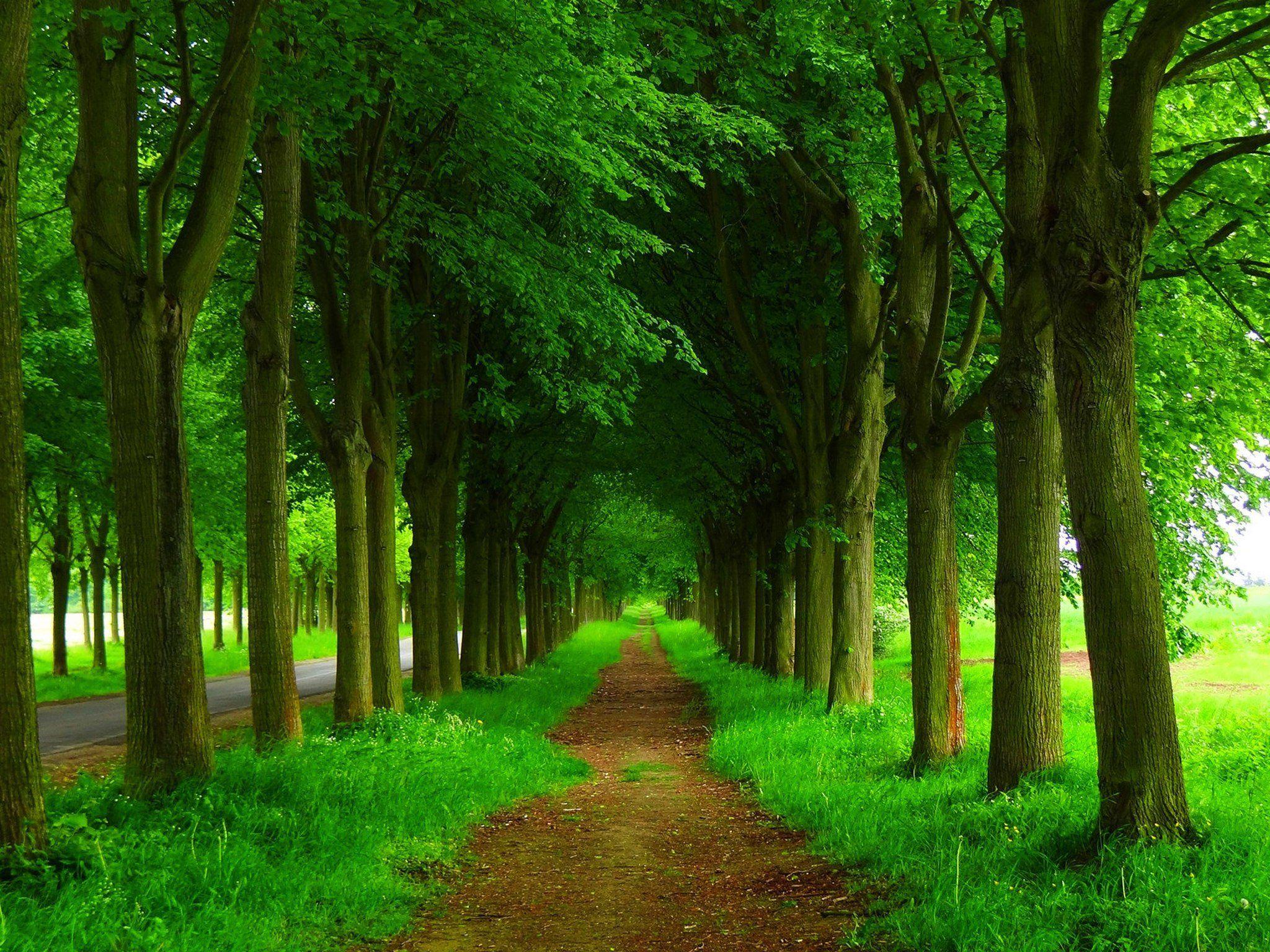 Hình nền HD 2048x1536 Dirt Path and Green Trees.  Hình nền