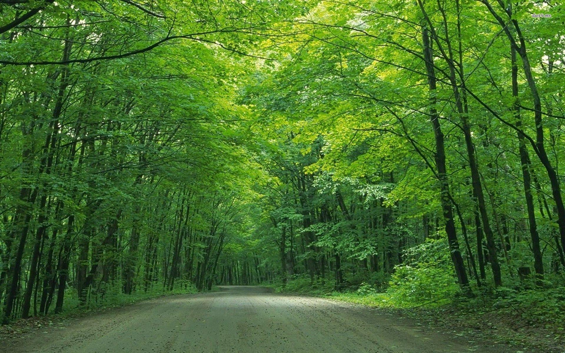 Hình nền con đường dưới tán cây xanh 1920x1200 - Hình nền thiên nhiên