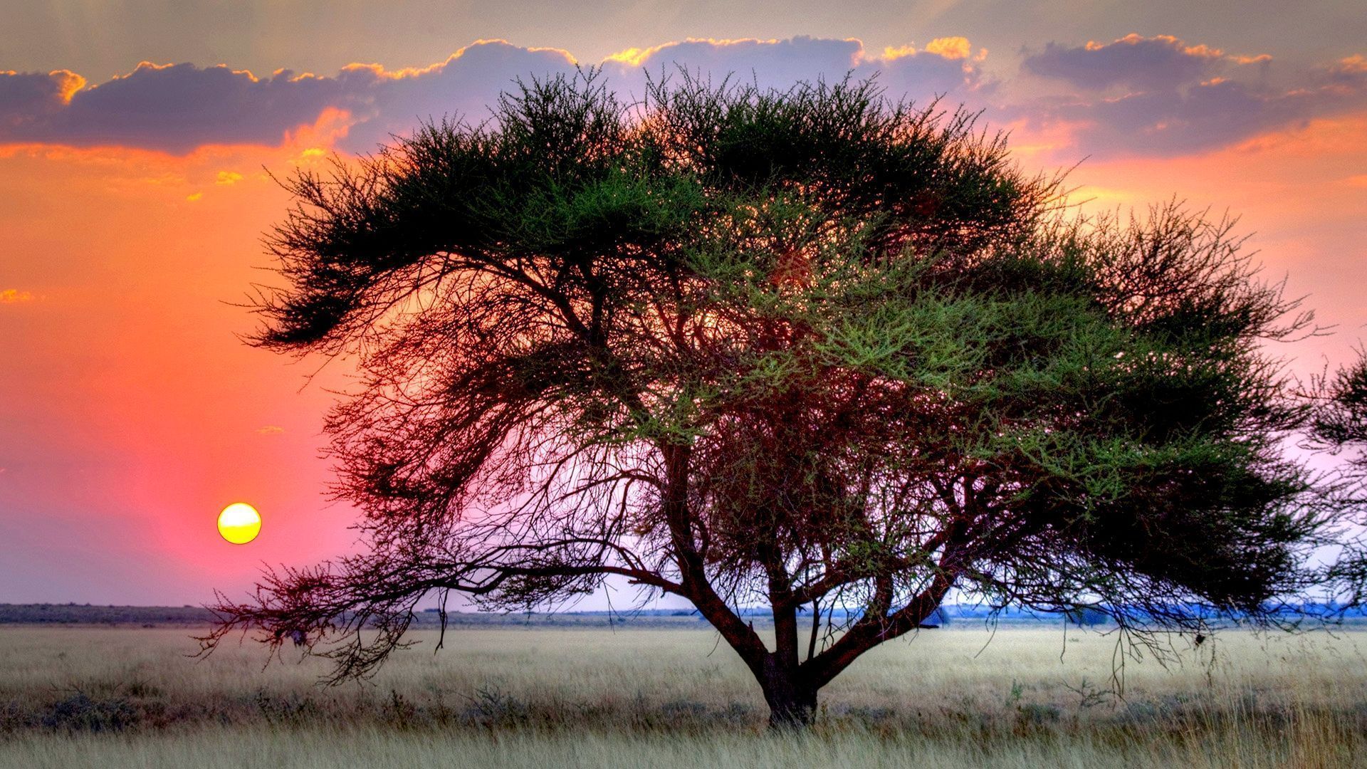 1920x1080 Kalahari Desert Wallpaper