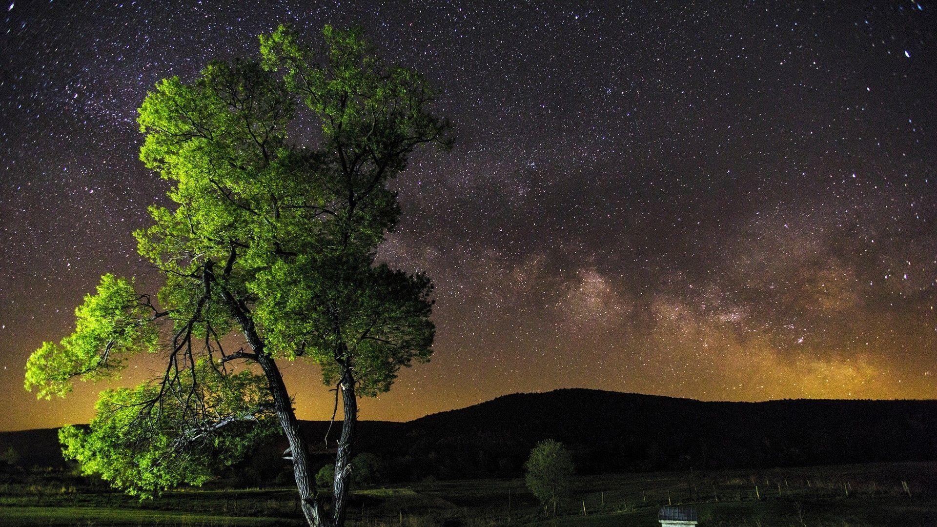 1920x1080 Download Wallpaper 1920x1080 Night, Sky, Stars, Tree Full HD 1080p
