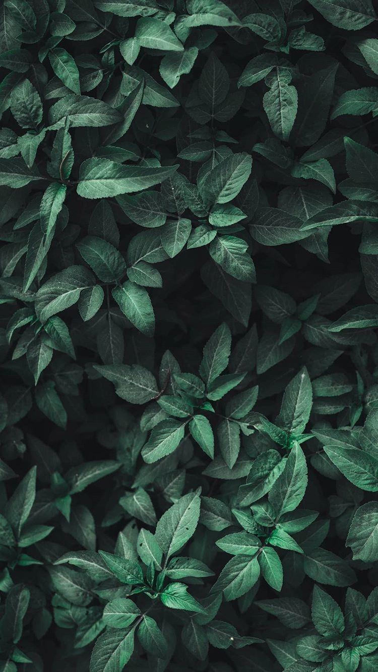 Cùng khám phá Aesthetic dark green background Tuyệt vời hơn