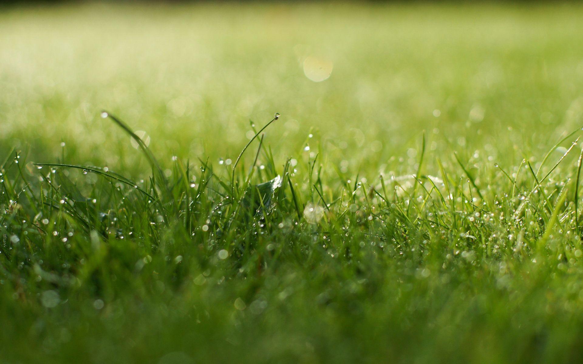 1920x1200 Super aesthetic green wallpaper_High Definition Wallpaper
