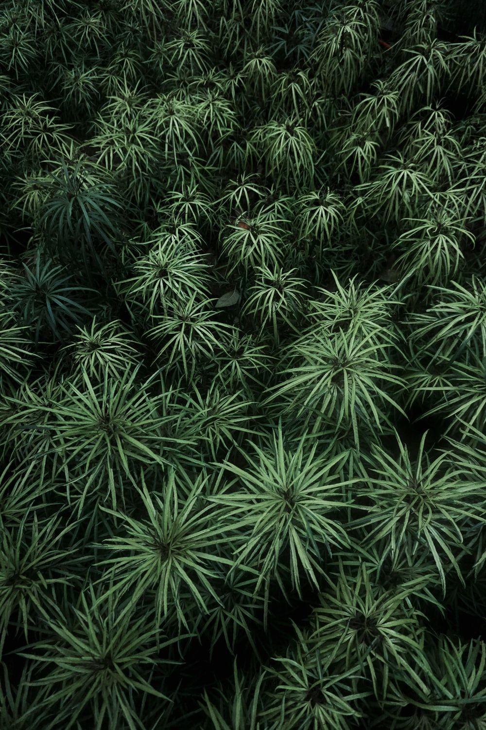 1000x1500 Green Aesthetic Picture. Download Free Image