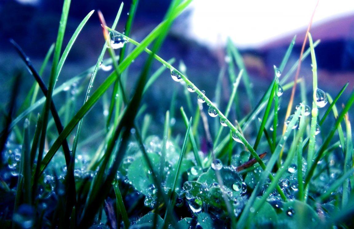 1152x744 Photography Plants Rain Drops Dew Aesthetic HD Wallpaper