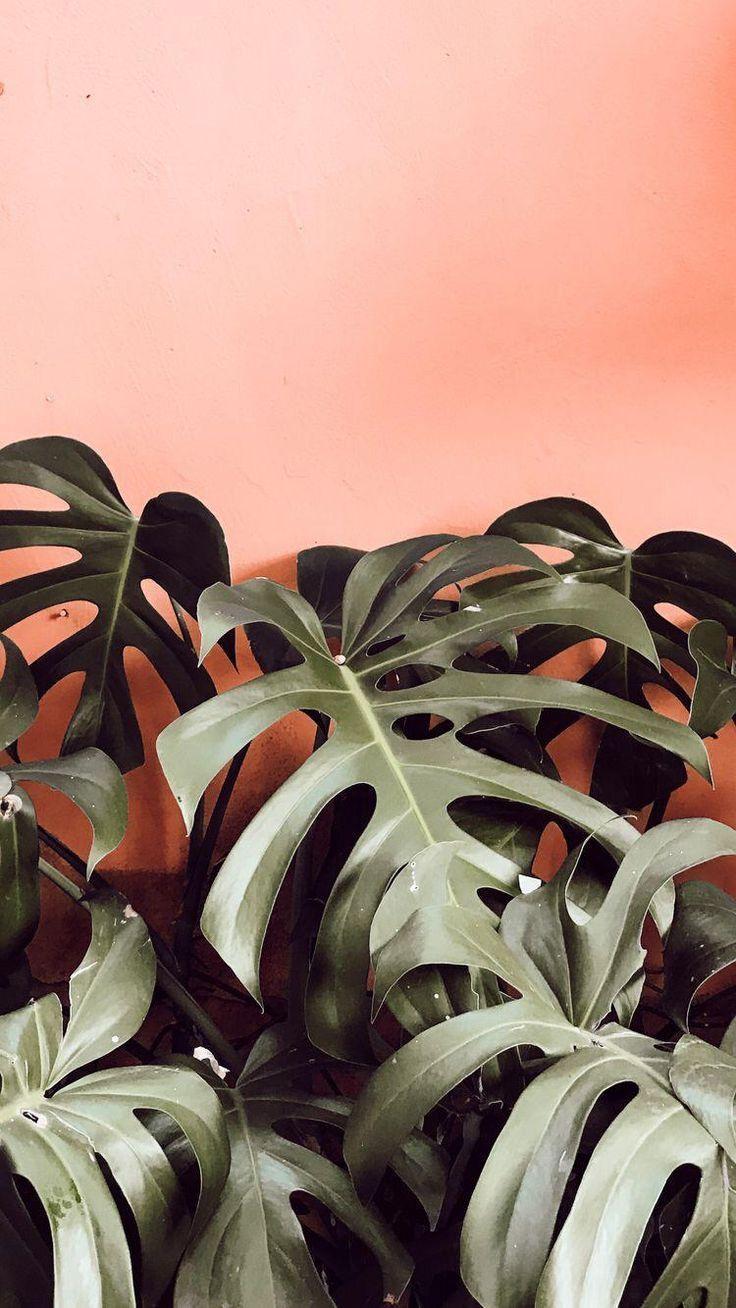 Leaves Aesthetic Wallpapers Top Free Leaves Aesthetic