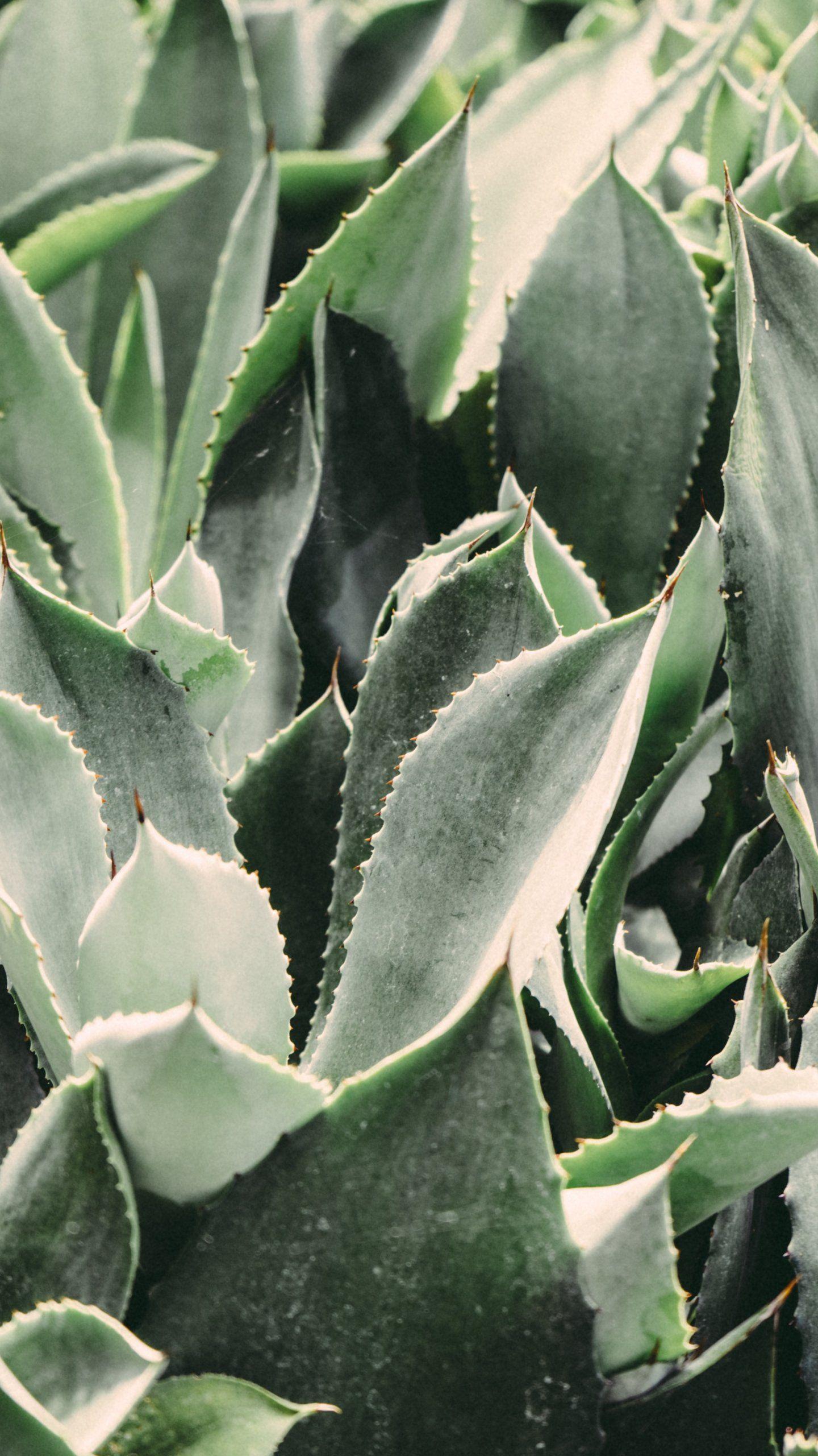1440x2560 Cactus Leaves Wallpaper, Android & Desktop Background