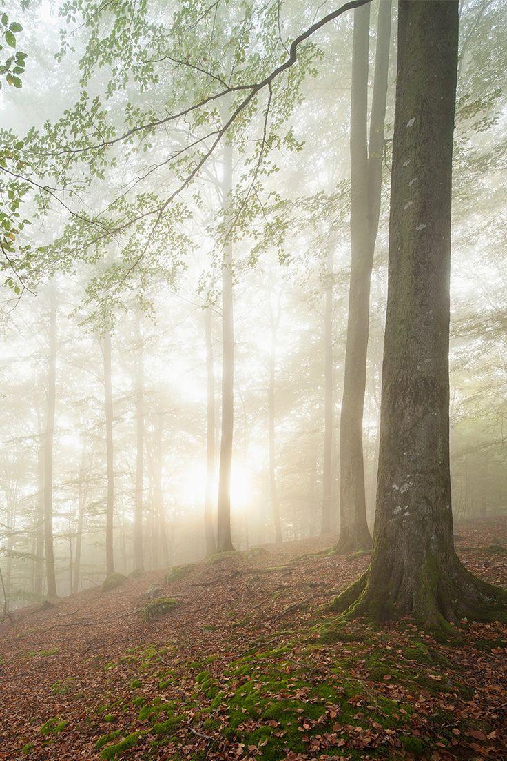 736x1103 best Nordic. Scandinavian Photography image