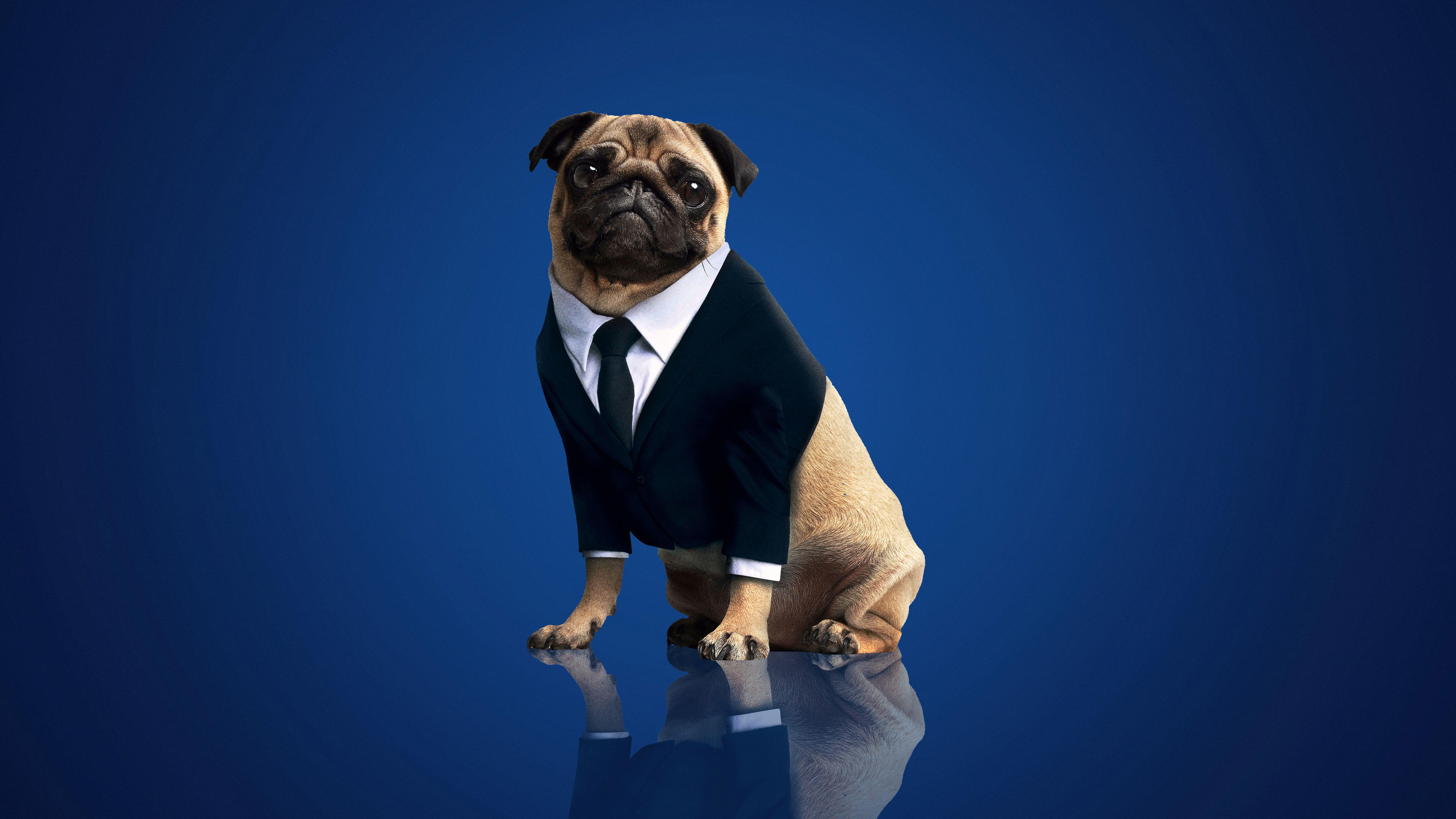 7680x4320 Men in Black: International Frank the Pug Wallpaper 8k Ultra