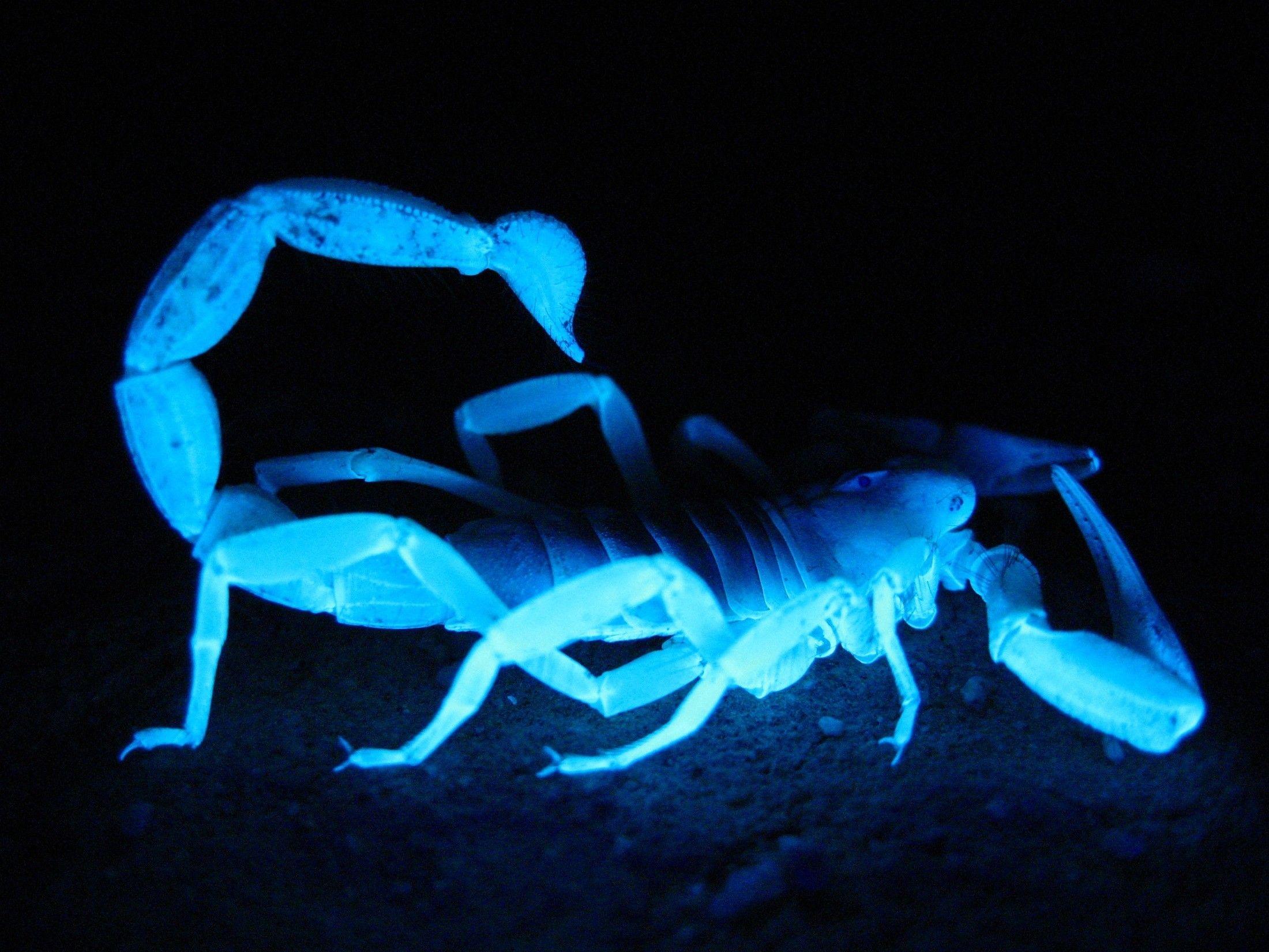 Scorpions Wallpapers Top Free Scorpions Backgrounds WallpaperAccess
