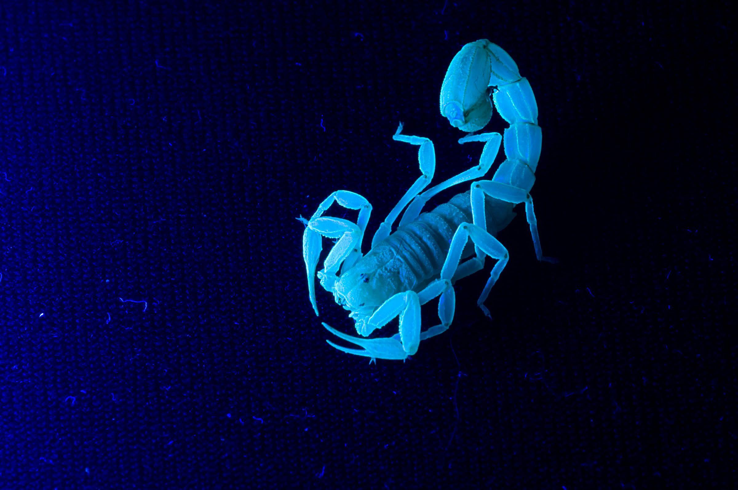 2400x1594 Scorpions Wallpaper Widescreen MFLR9