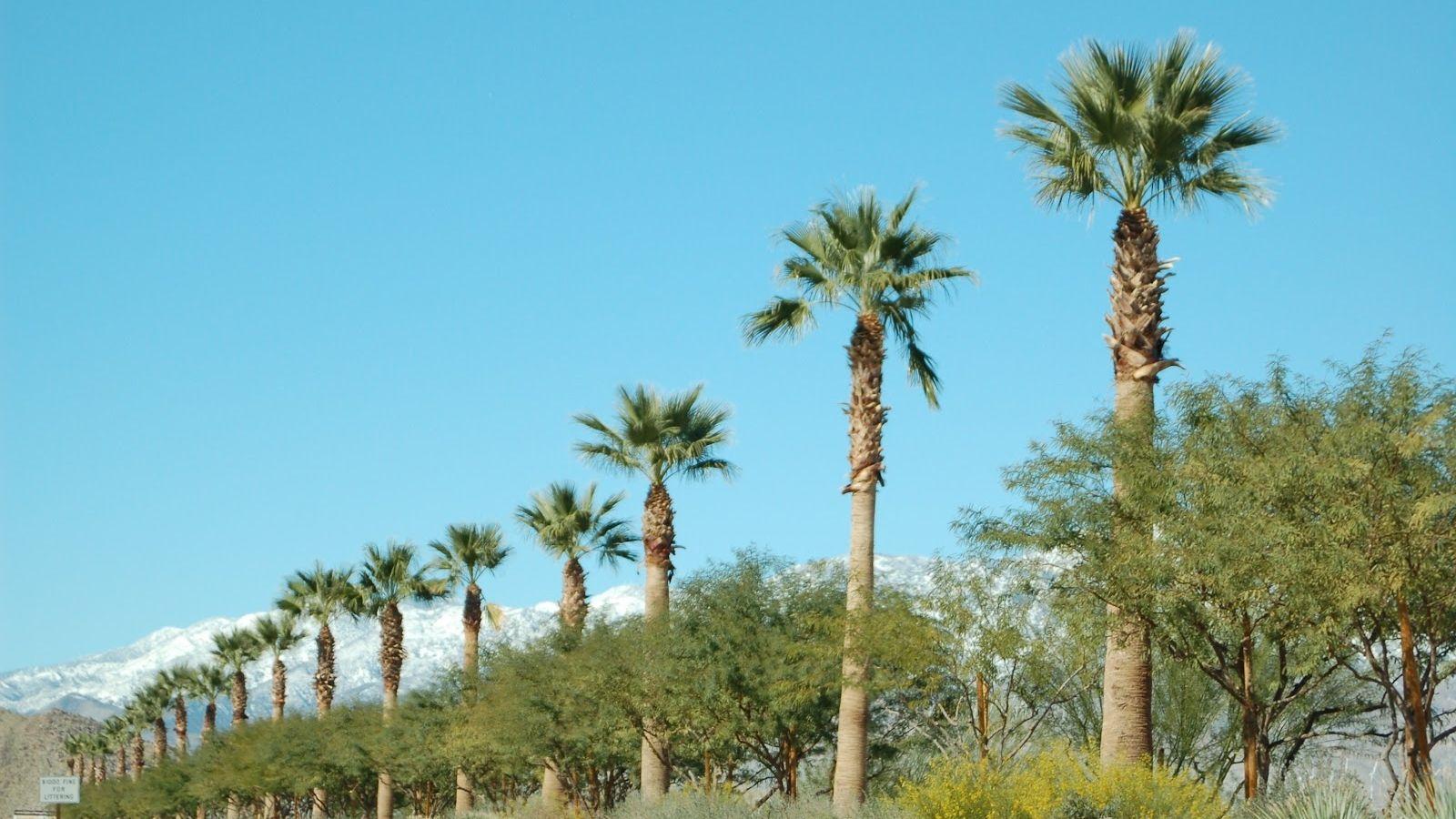1600x900 Free download Palm Springs California Wallpaper 1600x1064