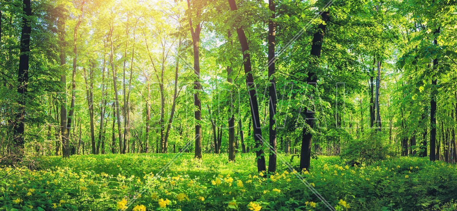 1513x699 Green Forest in Summer