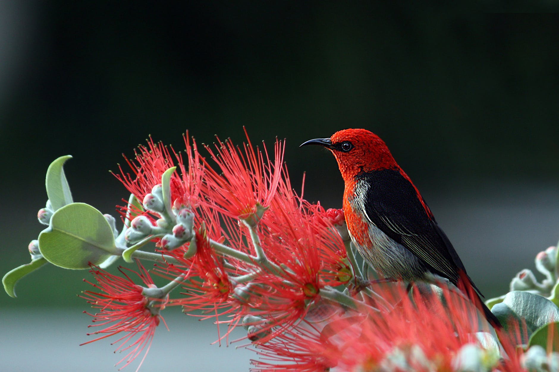 1880x1253 Attractive And Artistic Colorful Wallpaper HD Animals And Birds