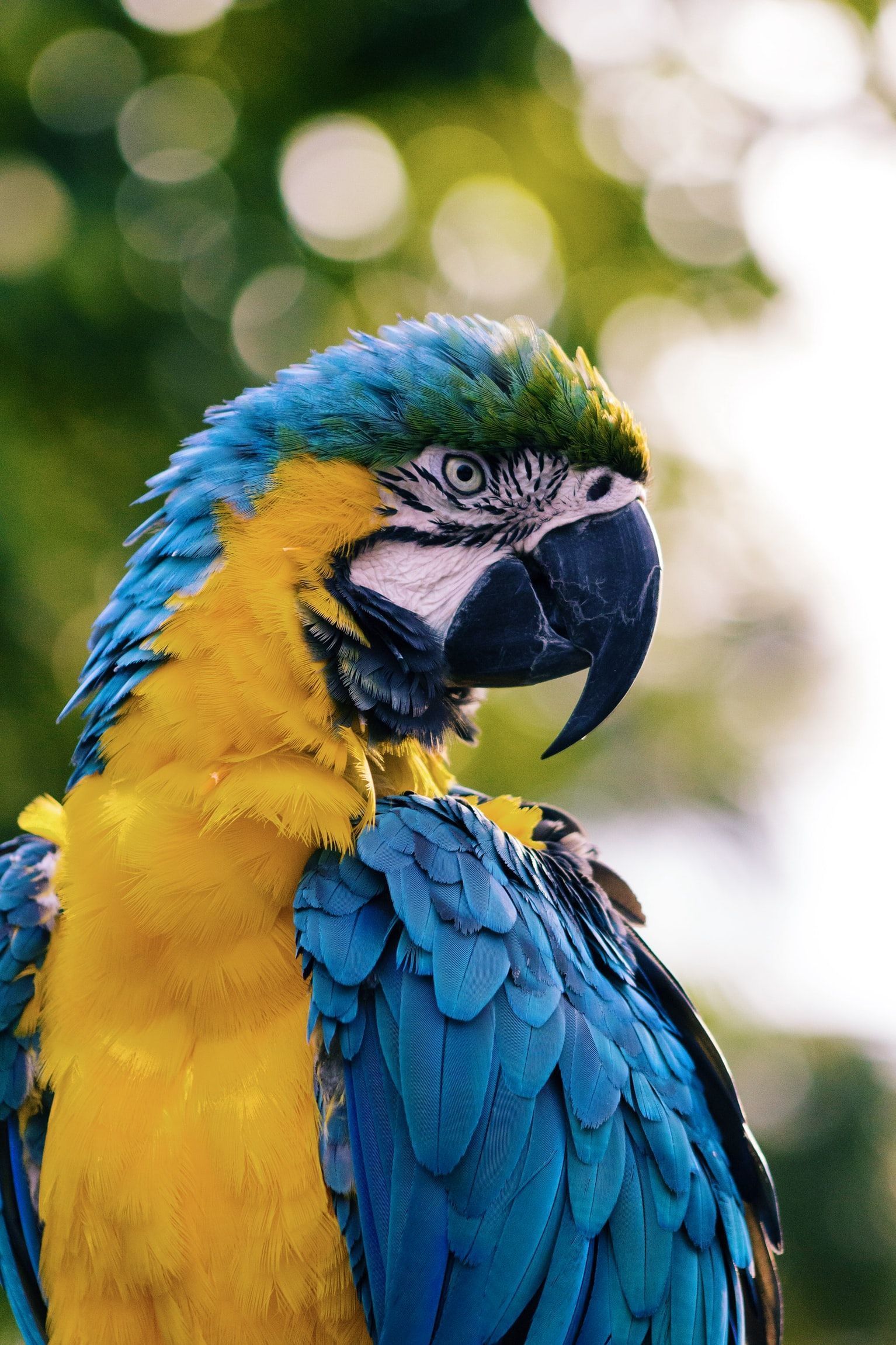 1534x2301 Attractive And Artistic Colorful Wallpaper HD Animals And Birds