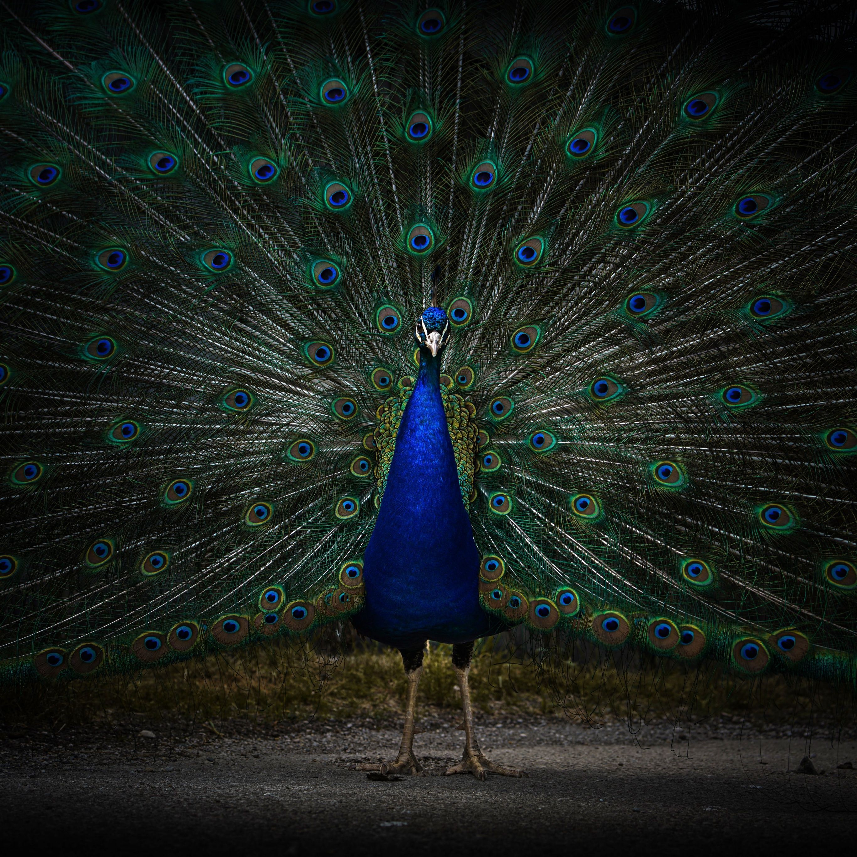 Peacock 4k Wallpapers - Top Free Peacock 4k Backgrounds - WallpaperAccess