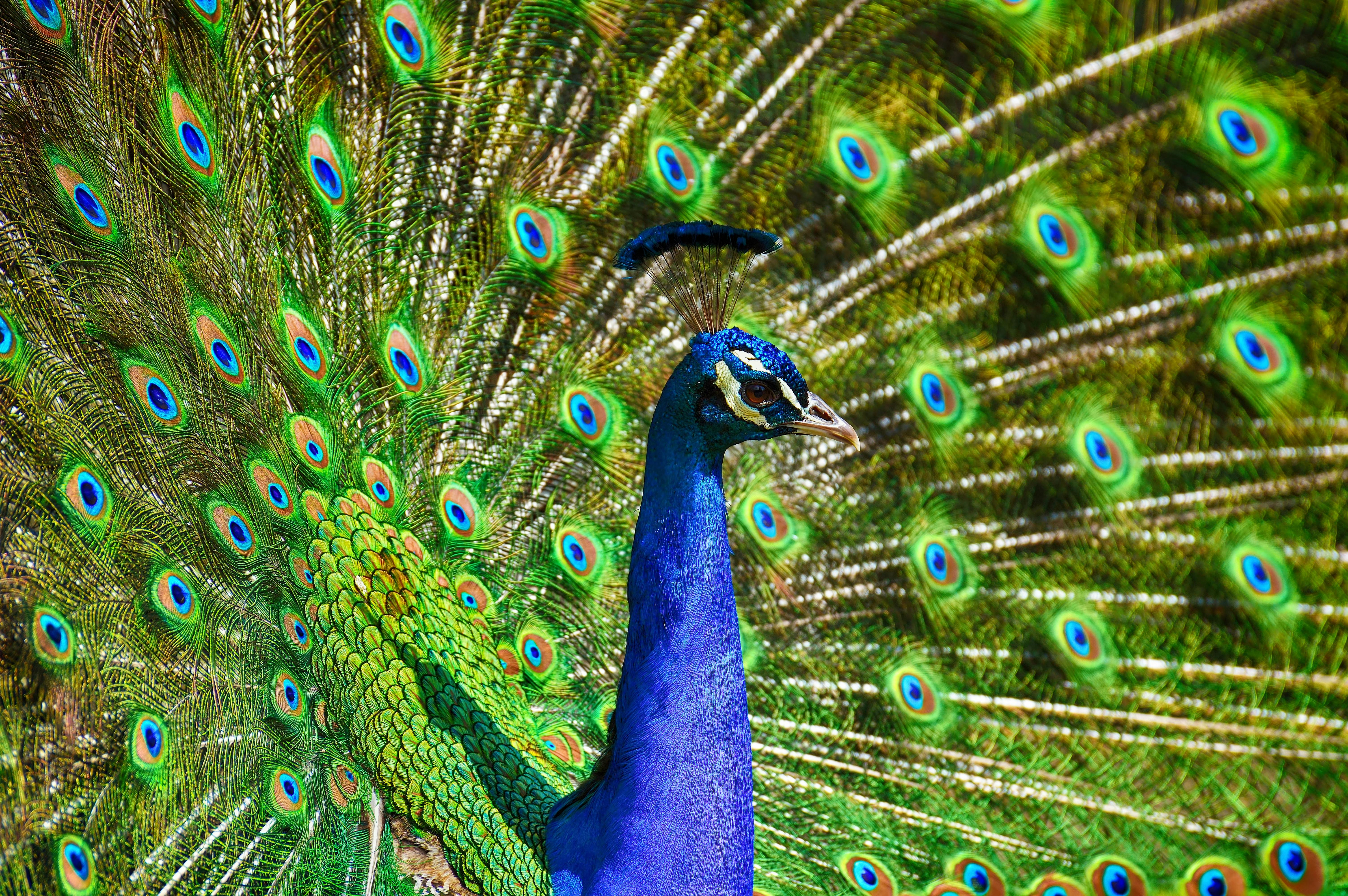 Peacock 4k Wallpapers - Top Free Peacock 4k Backgrounds - WallpaperAccess