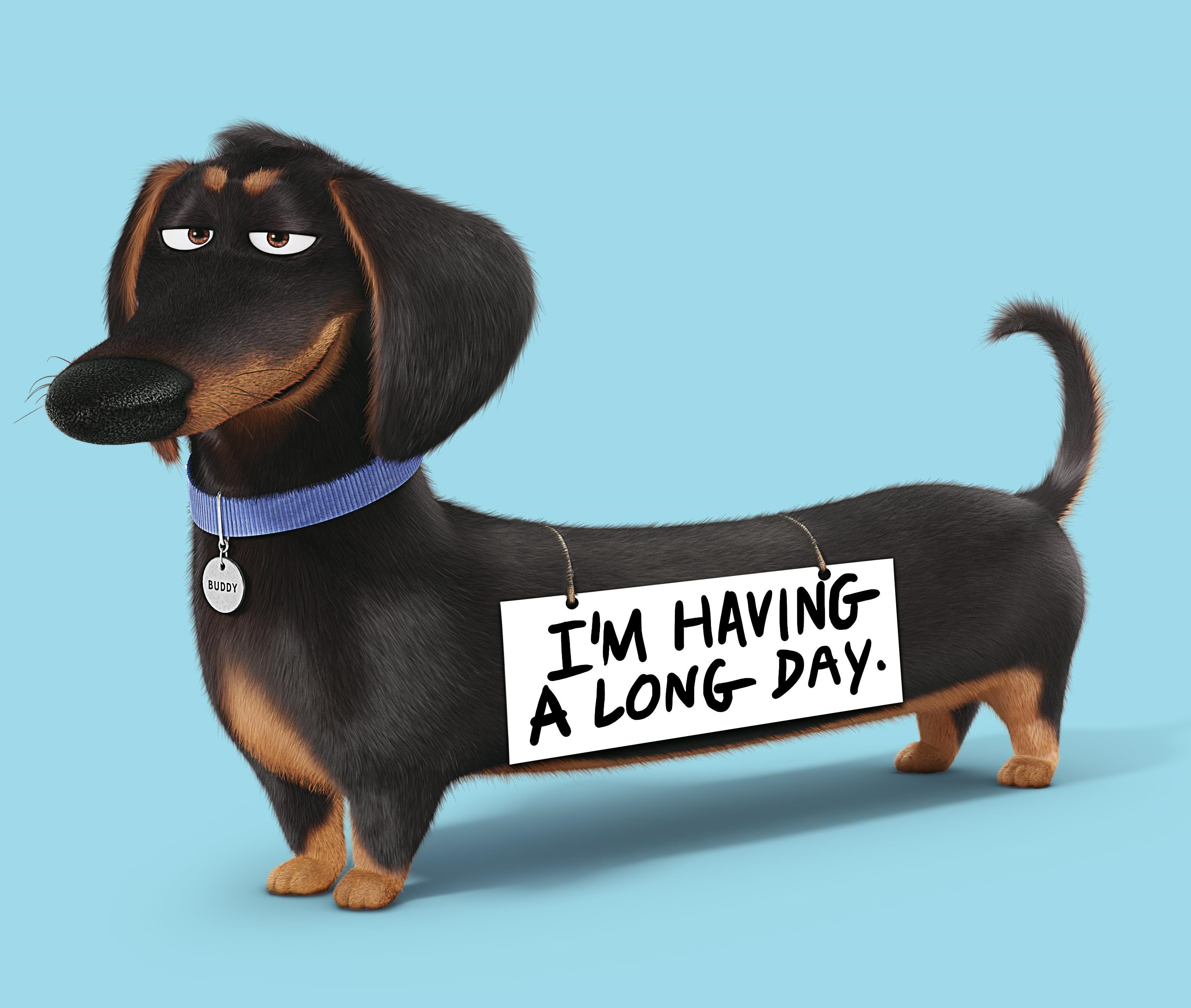 3429x2903 Buddy The Secret Life Of Pets, HD Movies, 4k Wallpaper