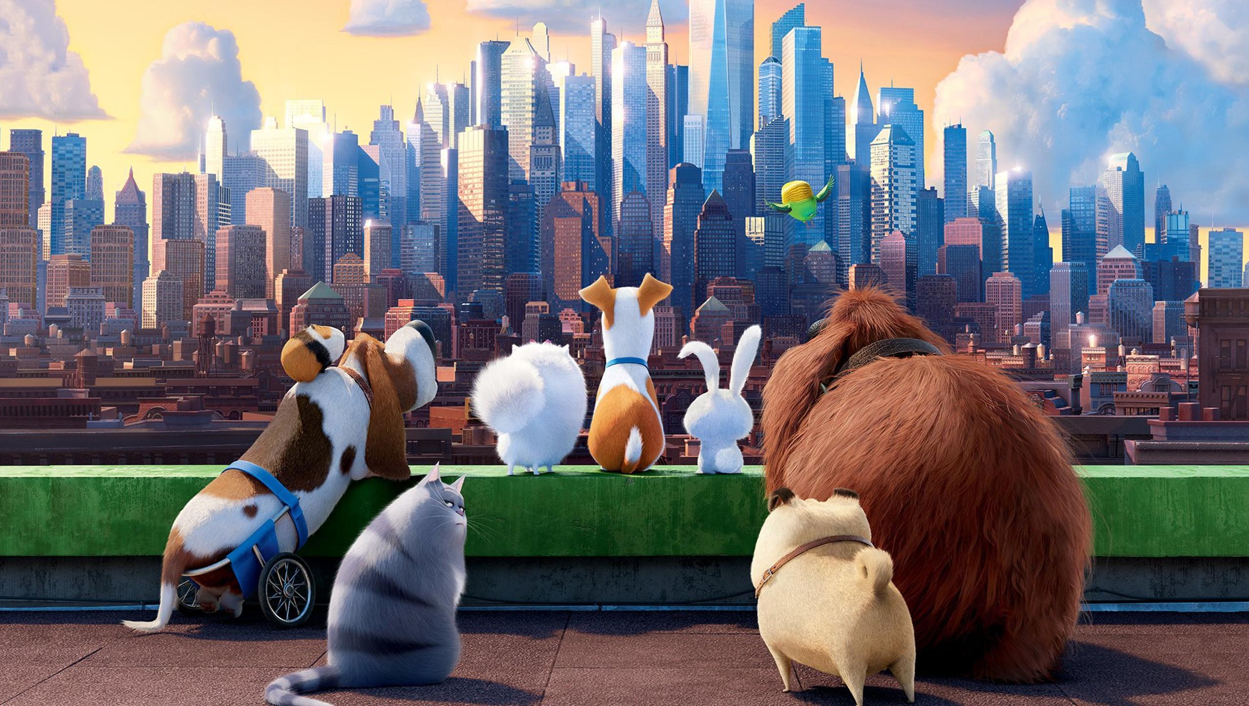 2552x1442 The Secret Life of Pets (2016) Desktop Wallpaper