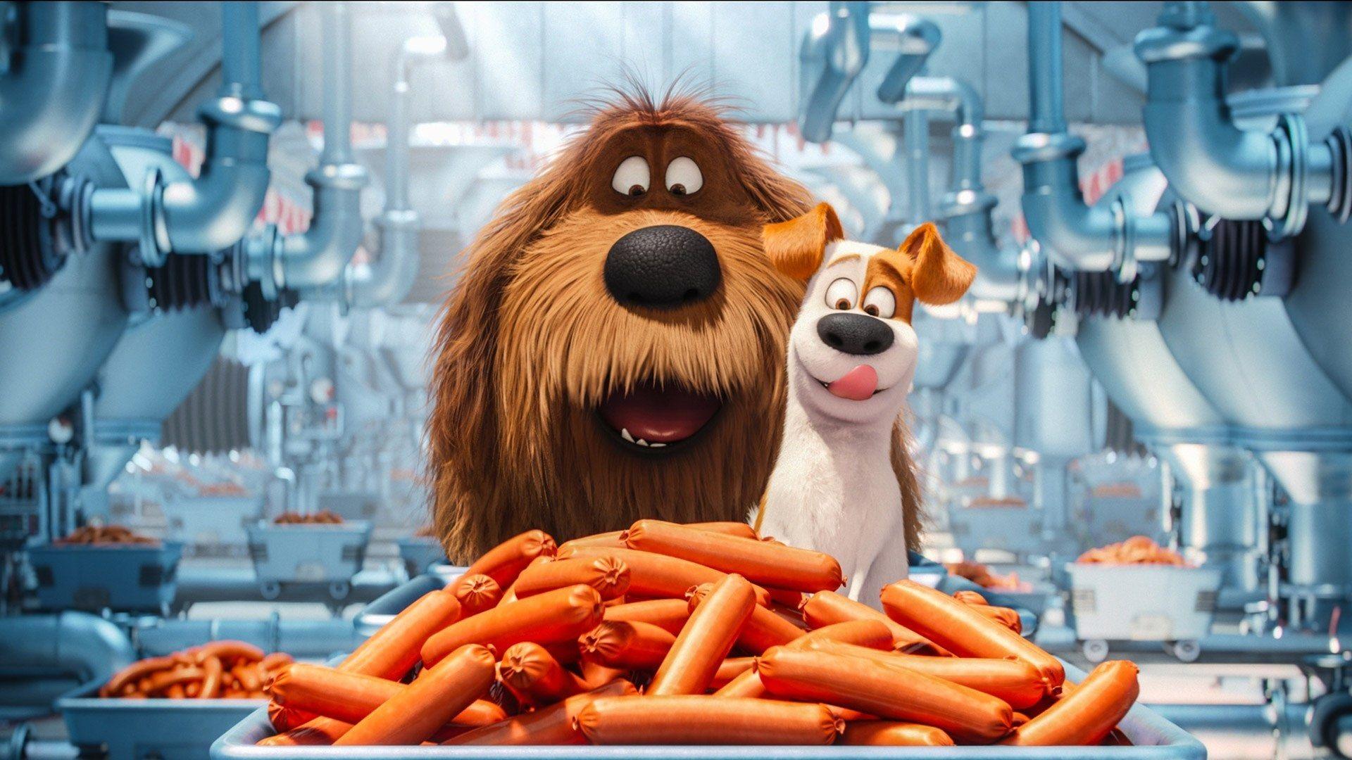 Secret Life Of Pets Wallpapers - Top Free Secret Life Of Pets ...