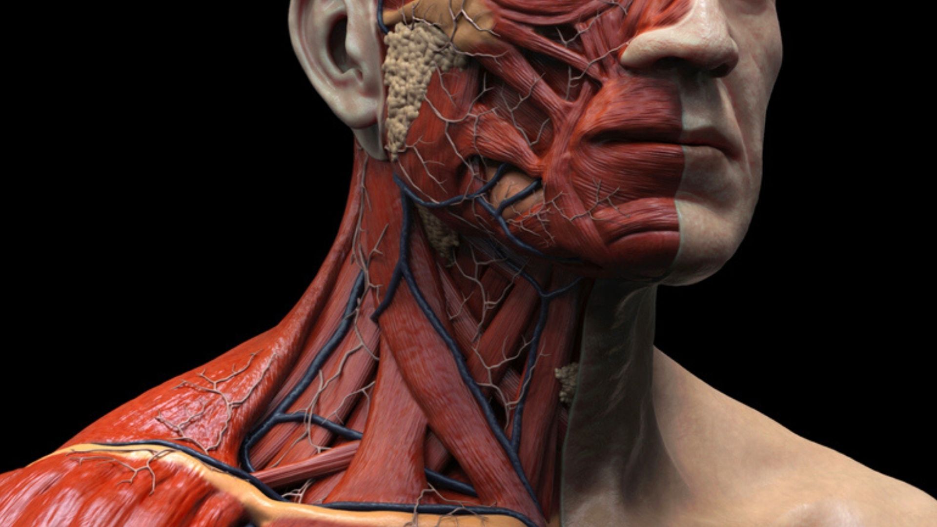 1920x1080 Unknown Body Part Was Just Discovered