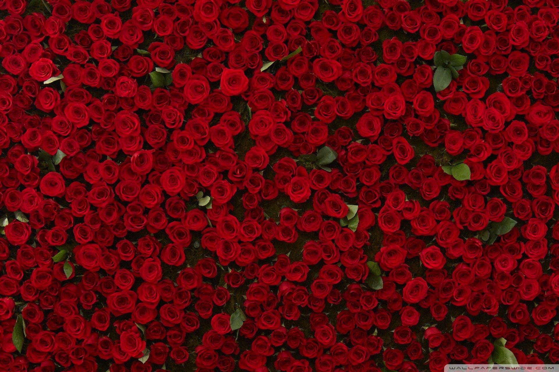 Red Flower Wallpapers - Top Free Red Flower Backgrounds - WallpaperAccess
