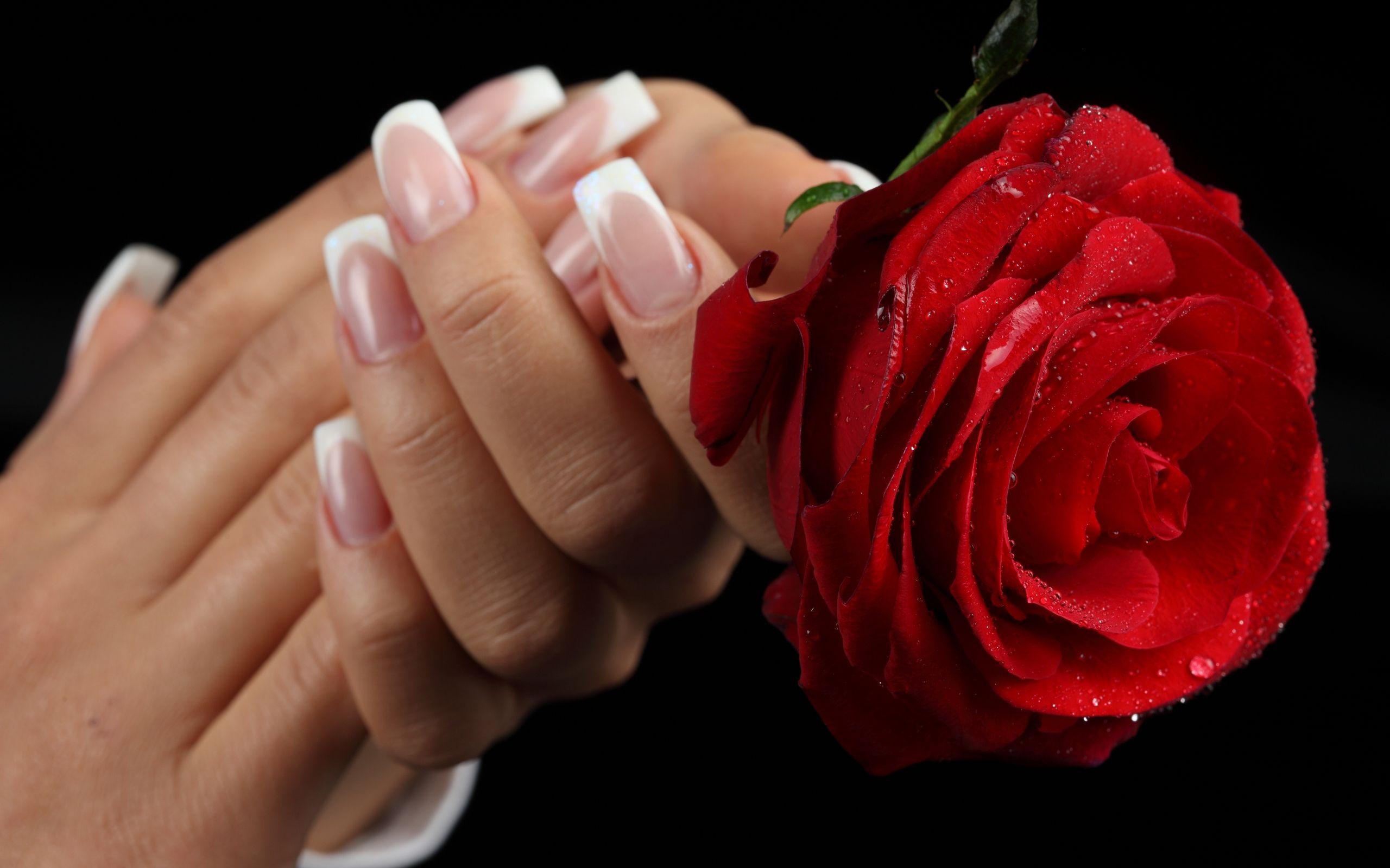 2560x1600 Top Red Flower Rose In Hand Free Wallpaper Hd