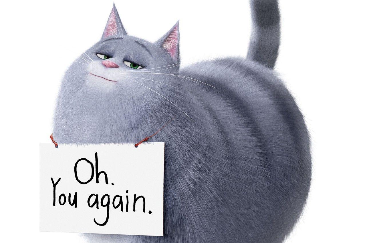 1332x850 Wallpaper cat, the inscription, cartoon, Chloe, The secret