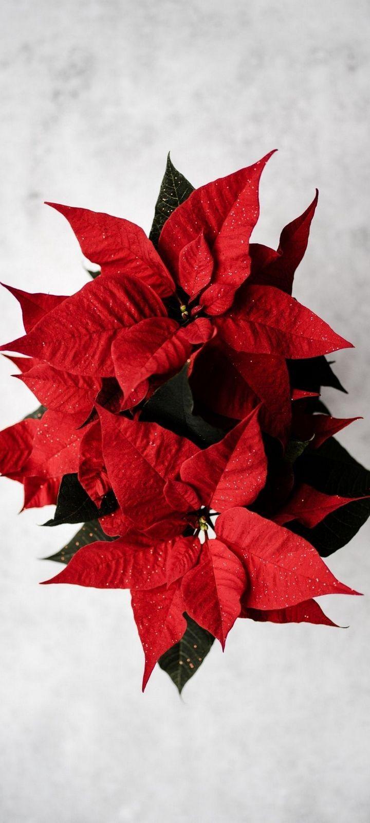 720x1600 Poinsettia Red Flower Wallpaper - [720x1600]