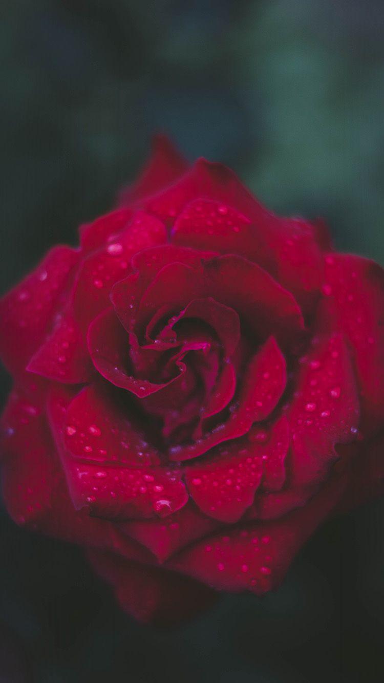 750x1334 Red Flowers Wallpaper