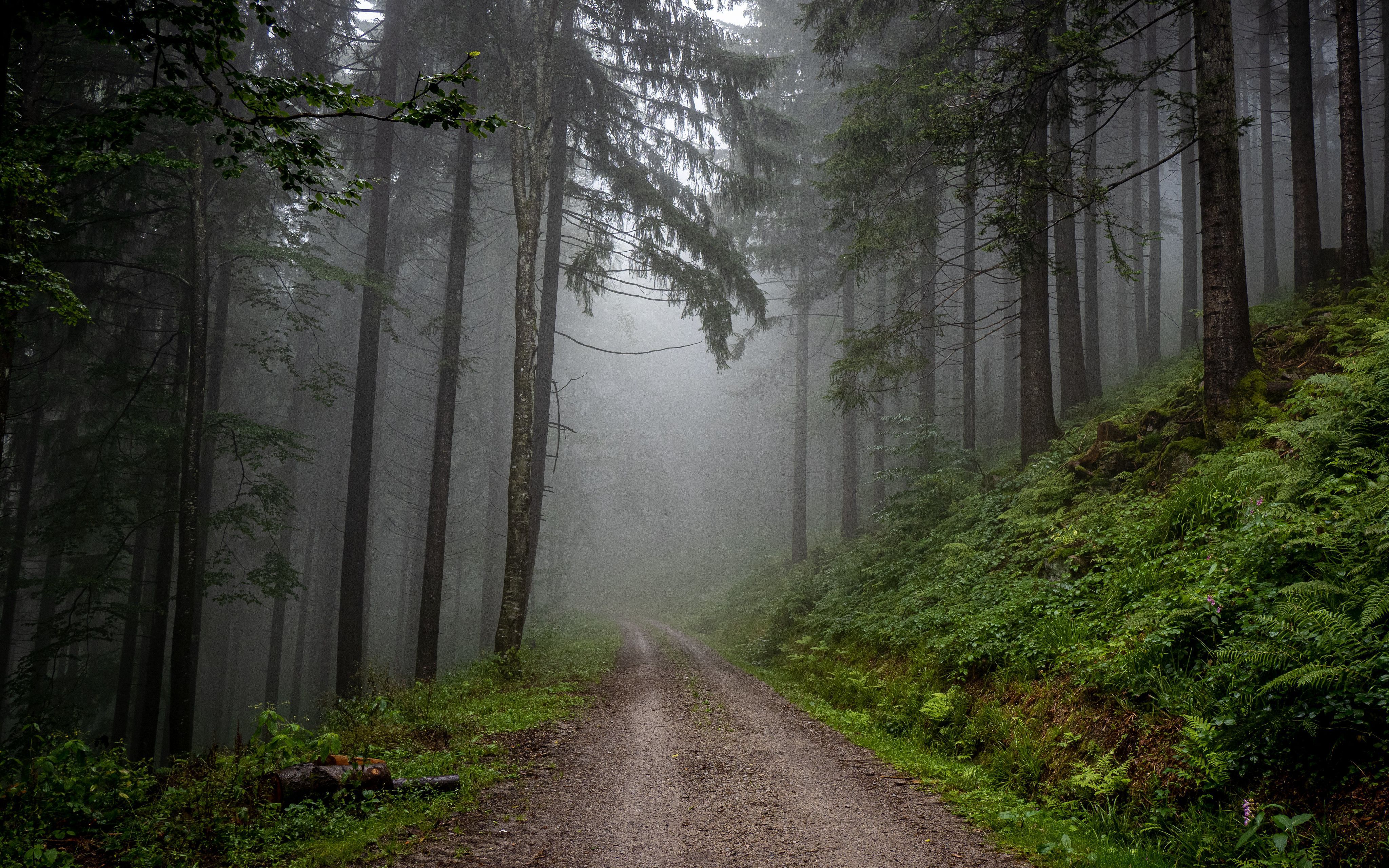 4096x2560 Nature Forest 4k Ultra HD Wallpaper