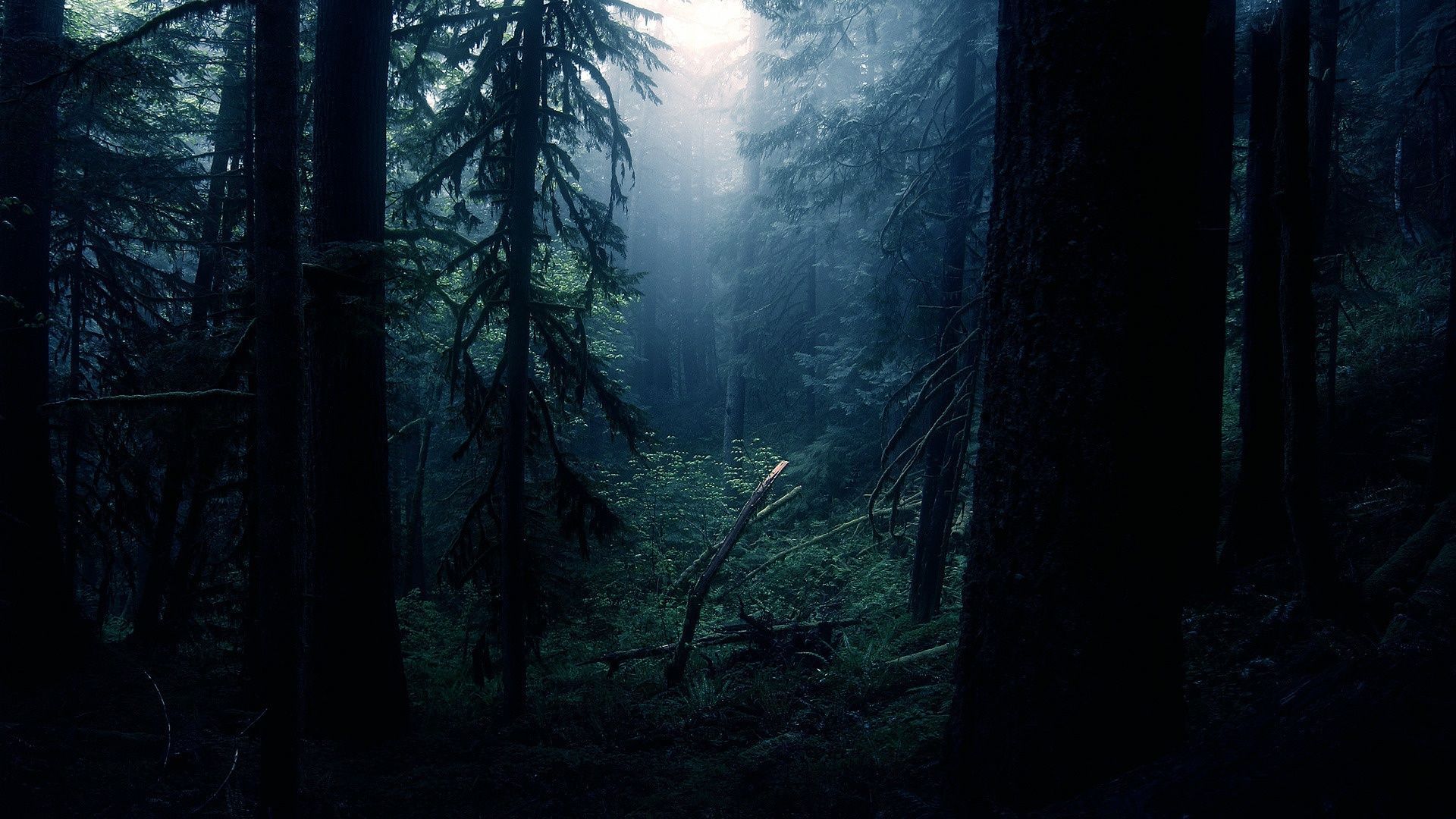 1920x1080 Black Forest Wallpaper 4