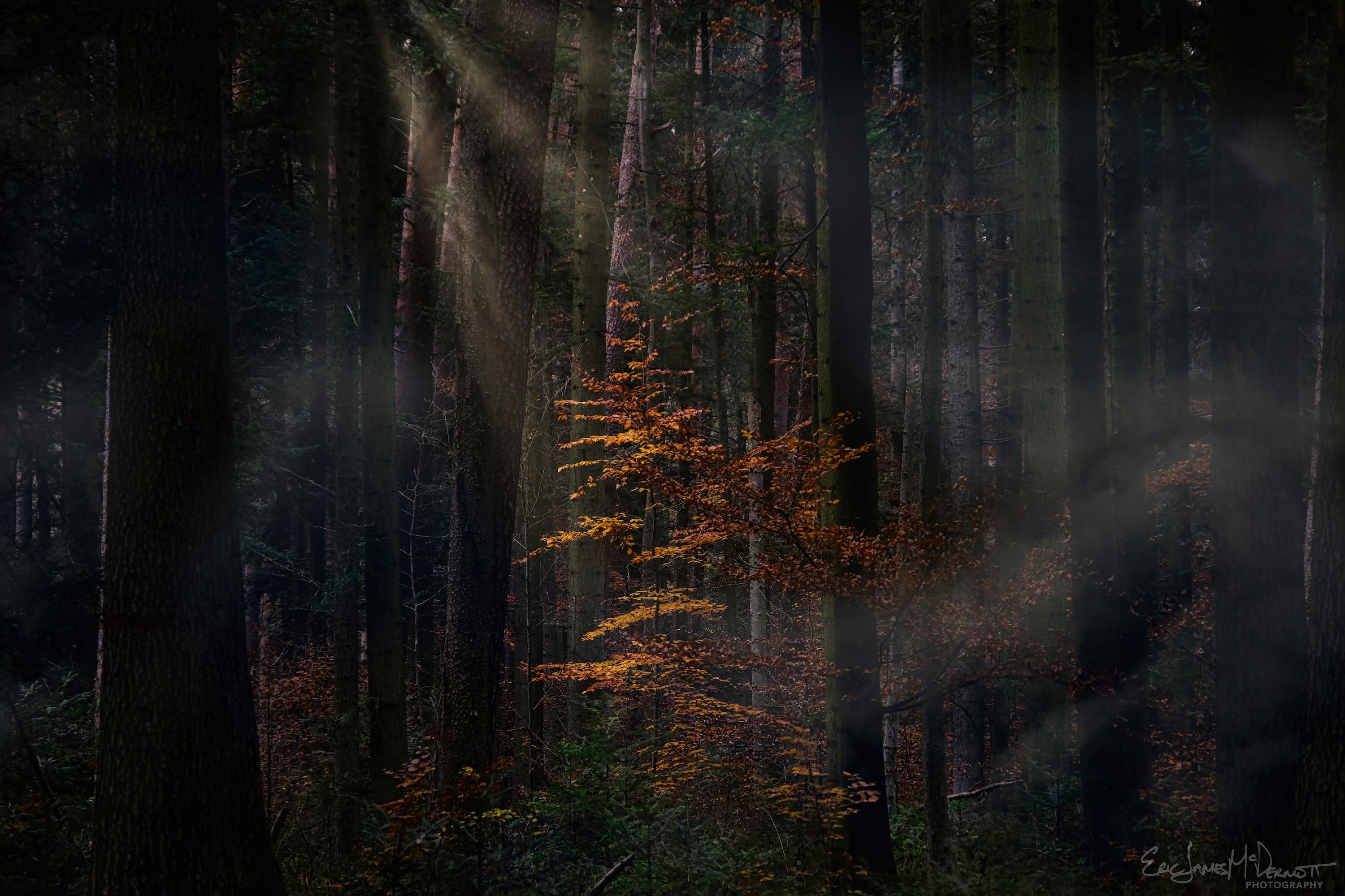 3000x2000 Black Forest, Germany [3000x2000][OC